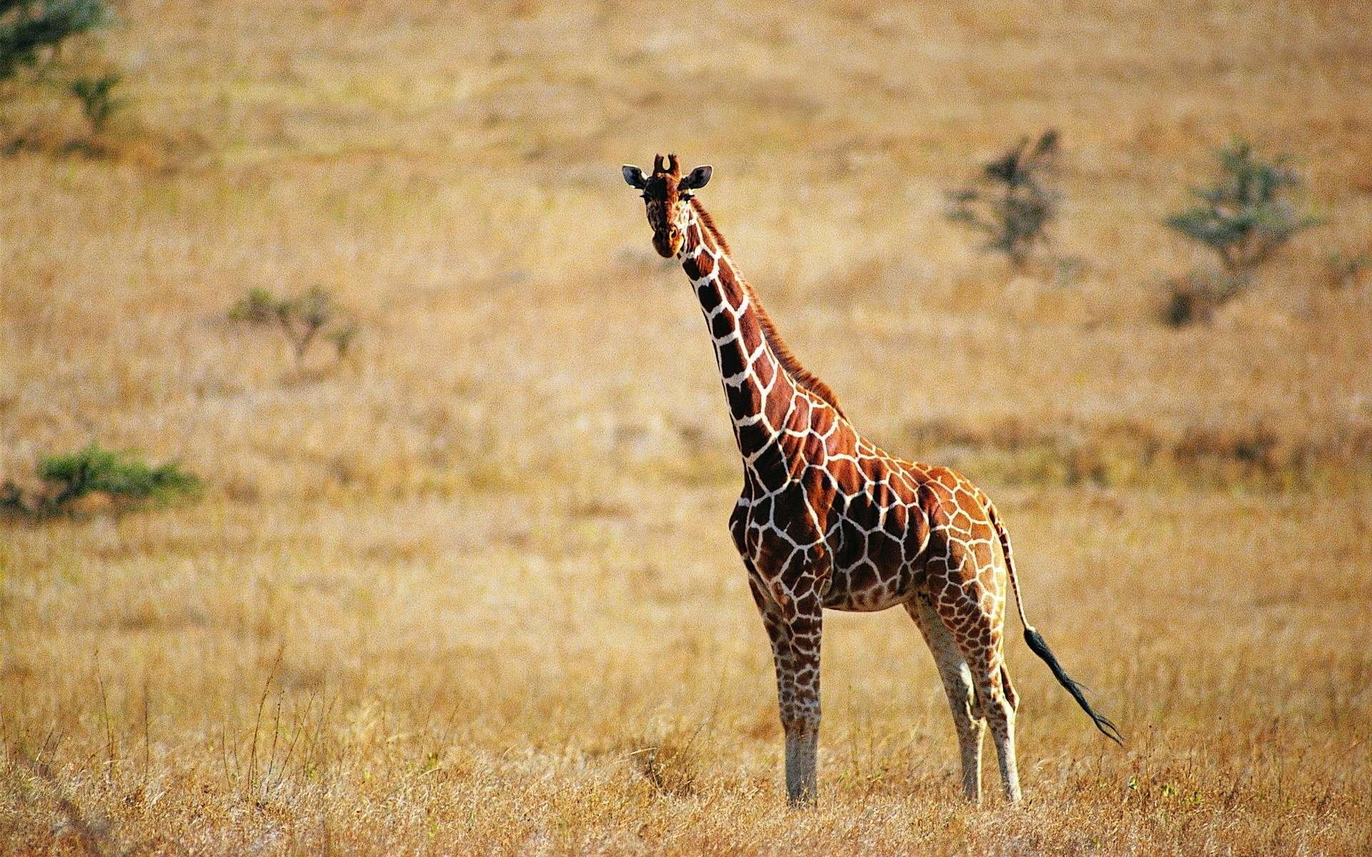giraffe