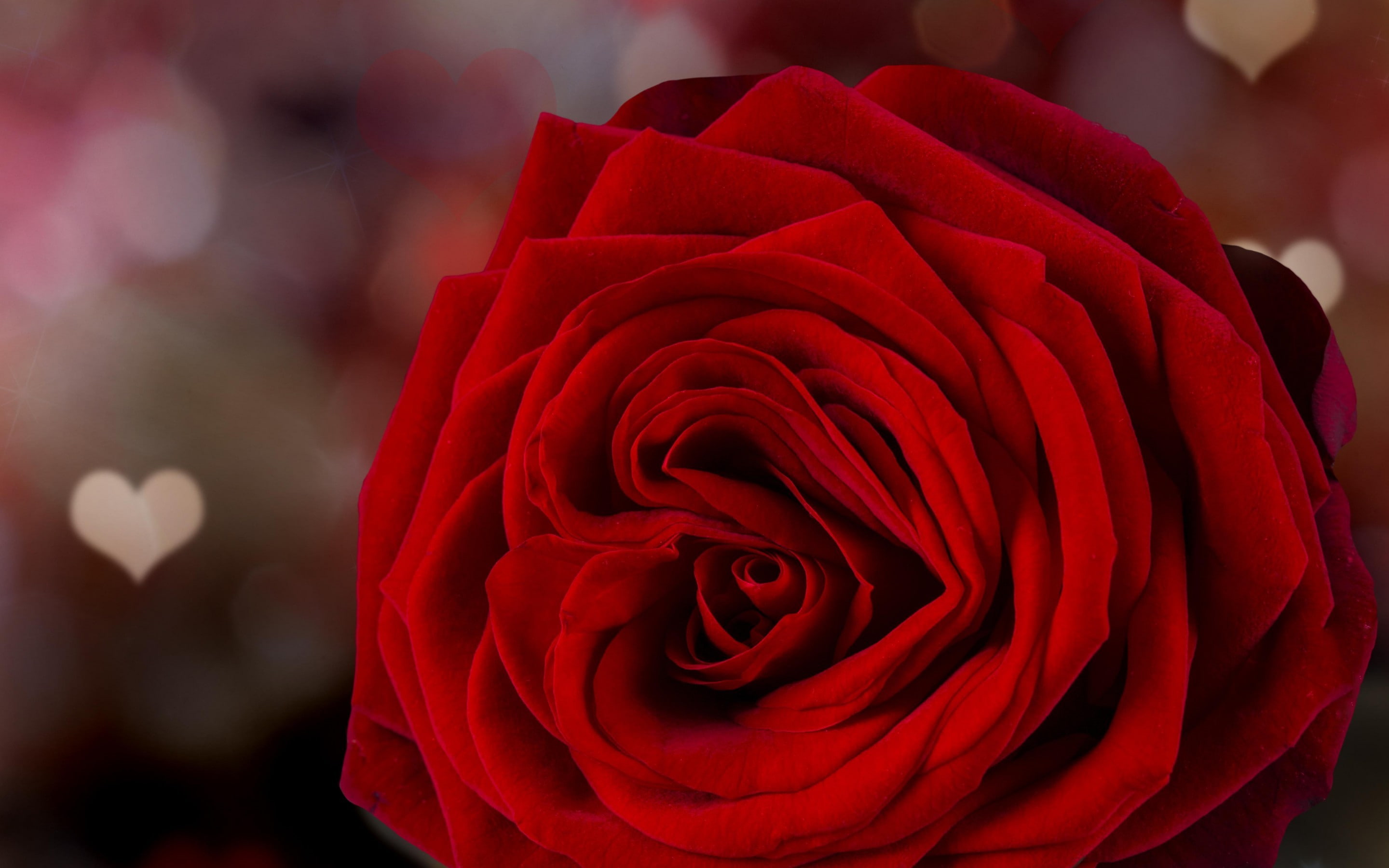 Valentine's day, red rose, flowers, petals, roses, love