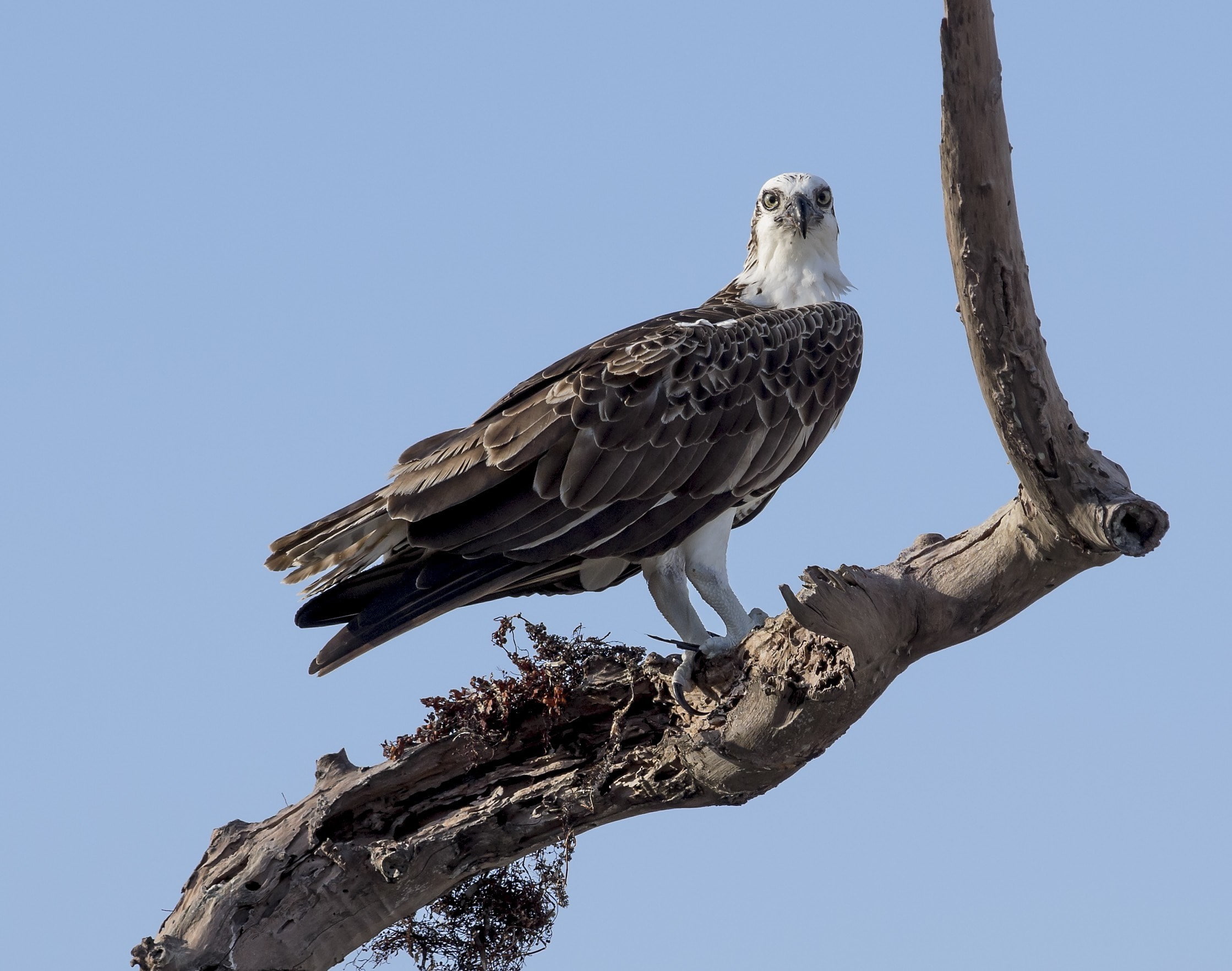eagle