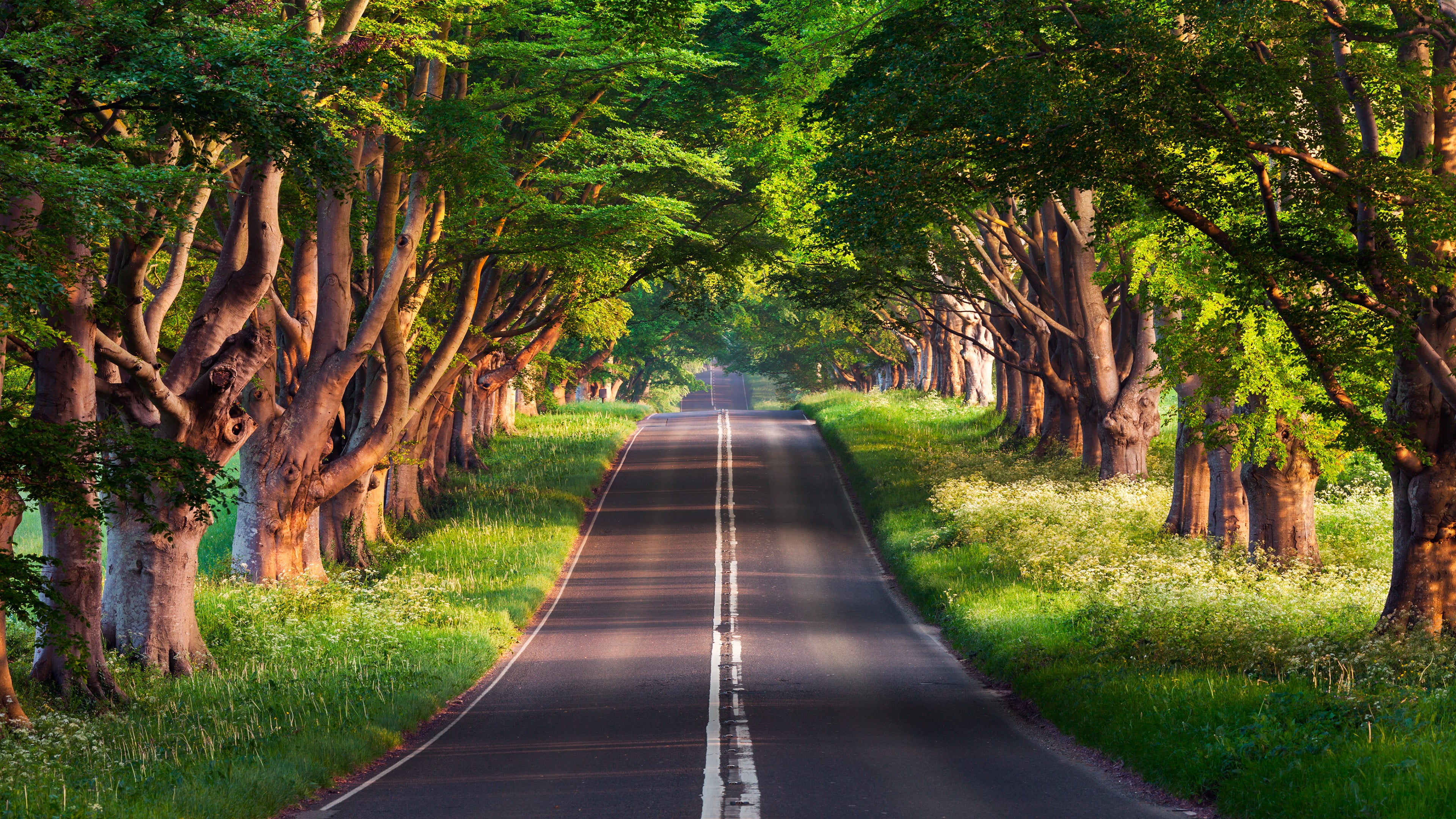 asphalt road, trees, plant, direction, the way forward, diminishing perspective