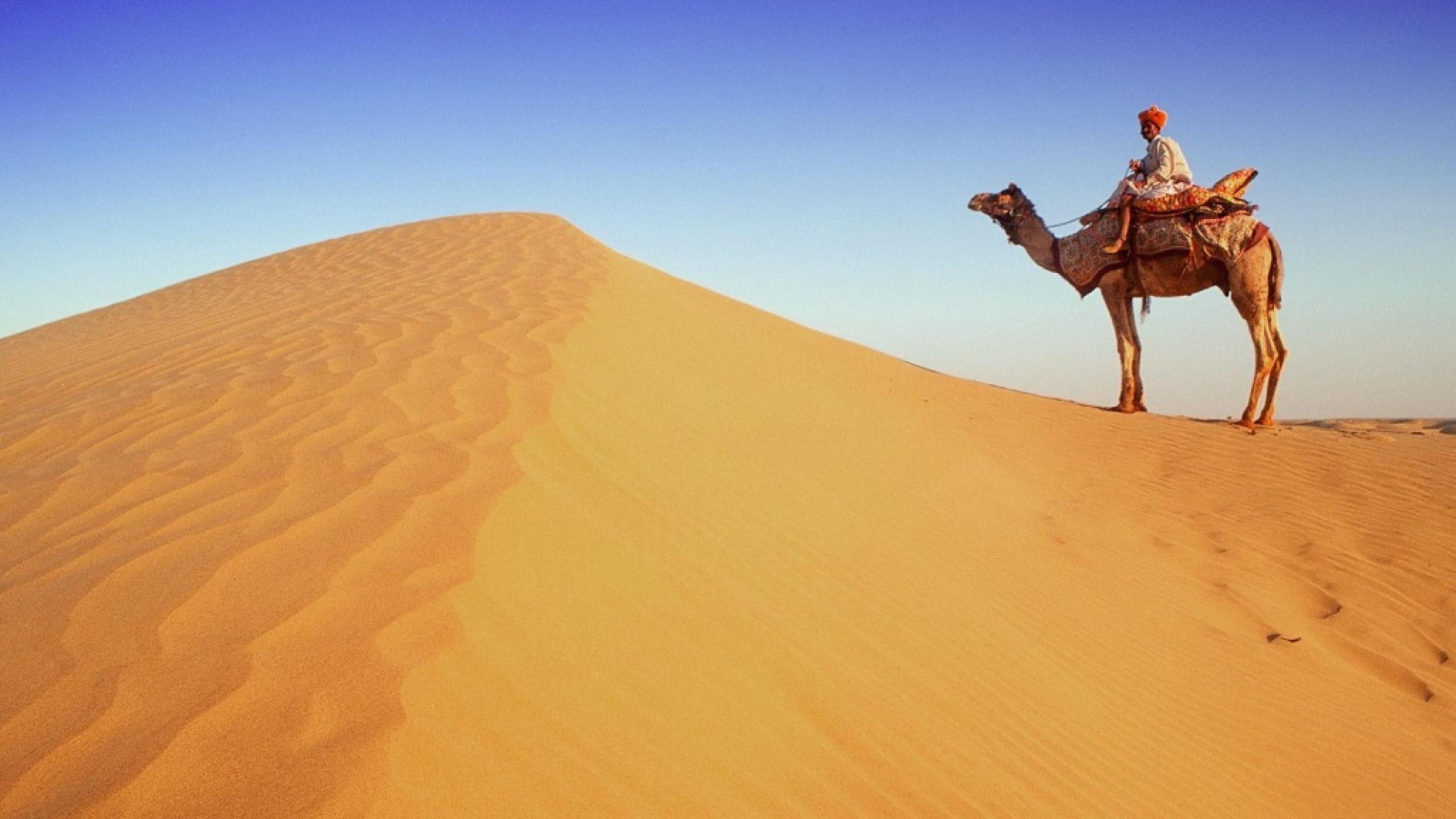 beduino, camello, desierto, dunas, naturaleza, sand, desert