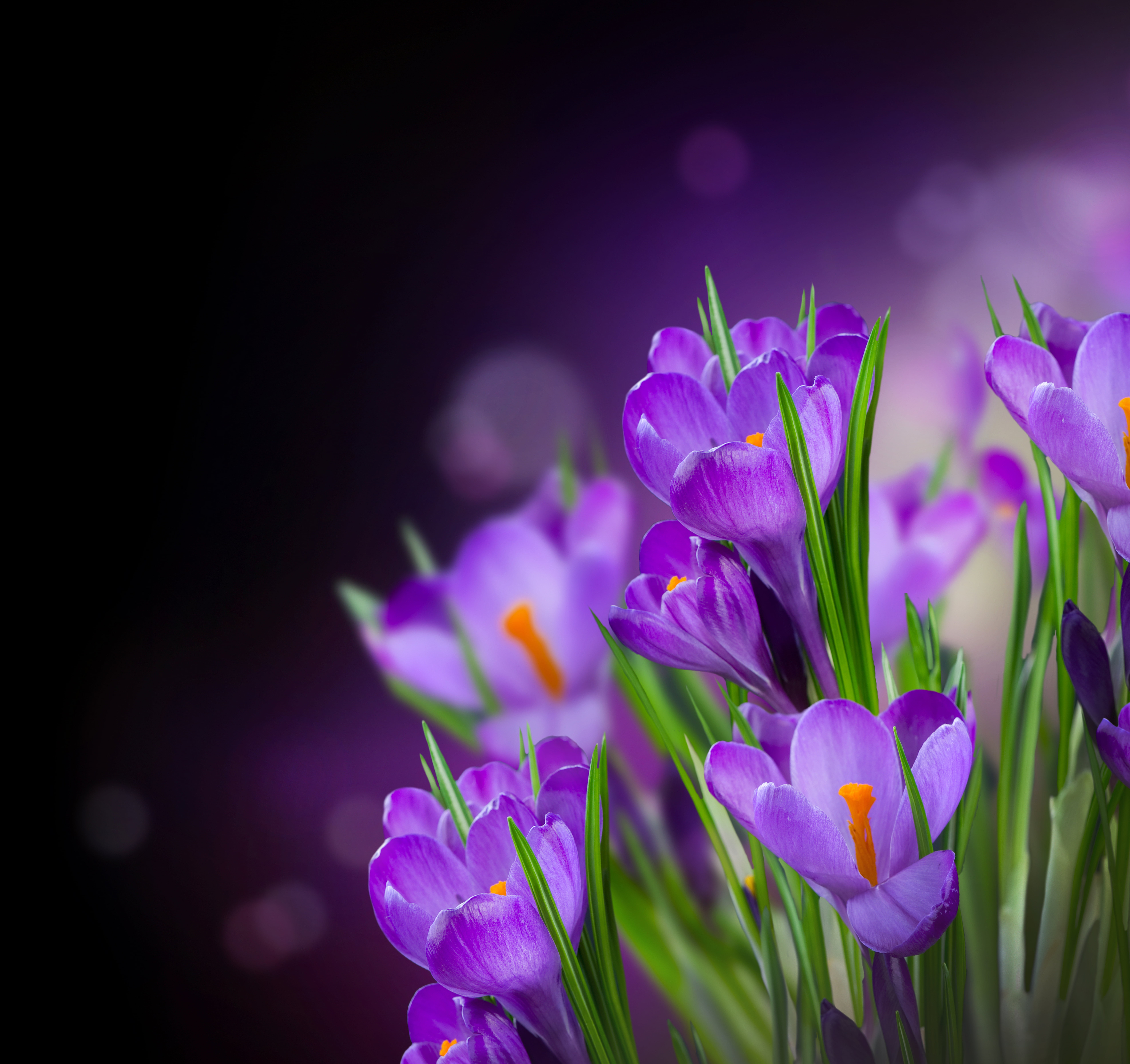 purple flowers, petals, crocuses, beautiful, nature, plant, springtime