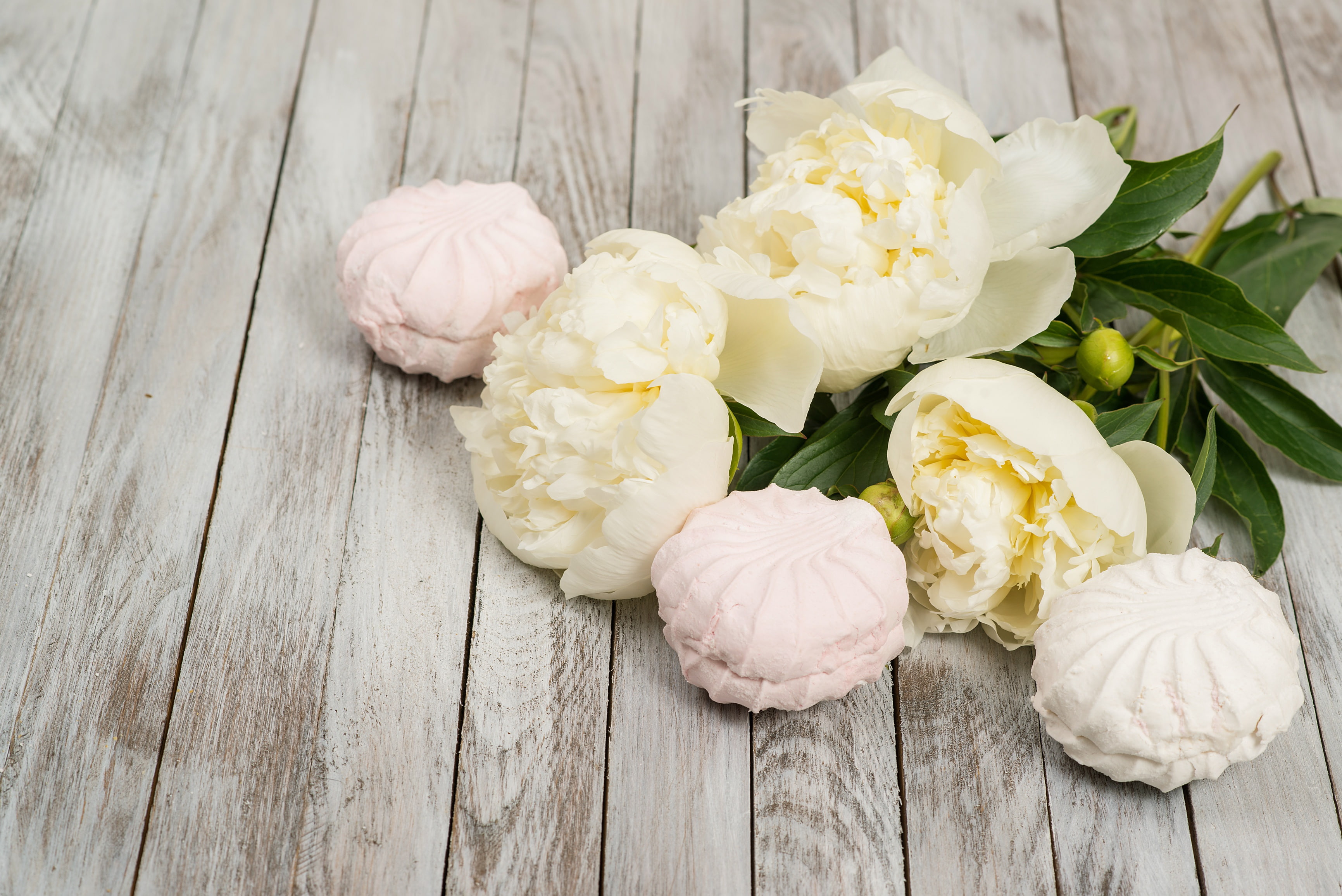 white peony flowers, buds, wood, romantic, peonies, marshmallows