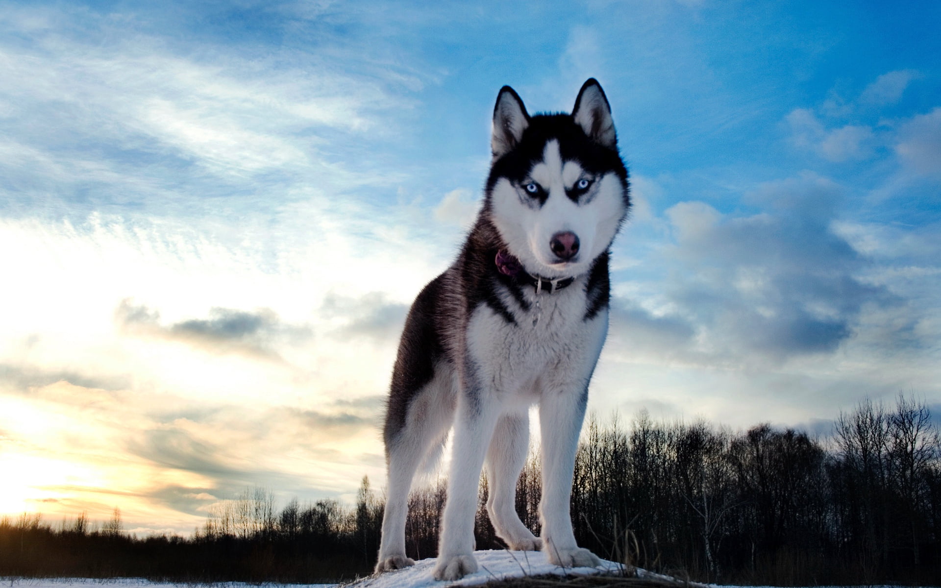 adult black and white Siberian husky, dog, hill, snow, sled Dog