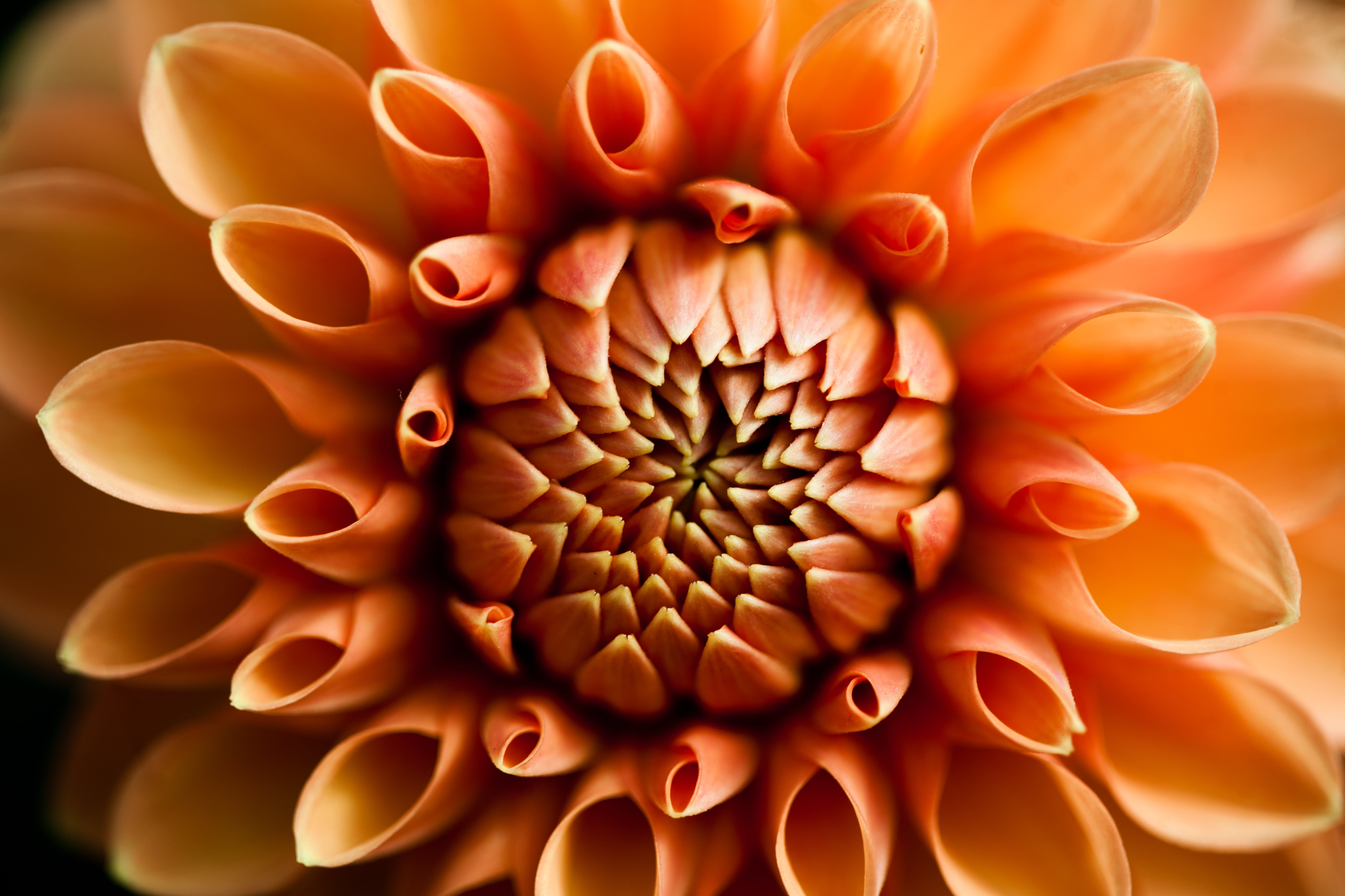 close-up photography of orange flower, My Best Friend, Missouri Botanical Garden