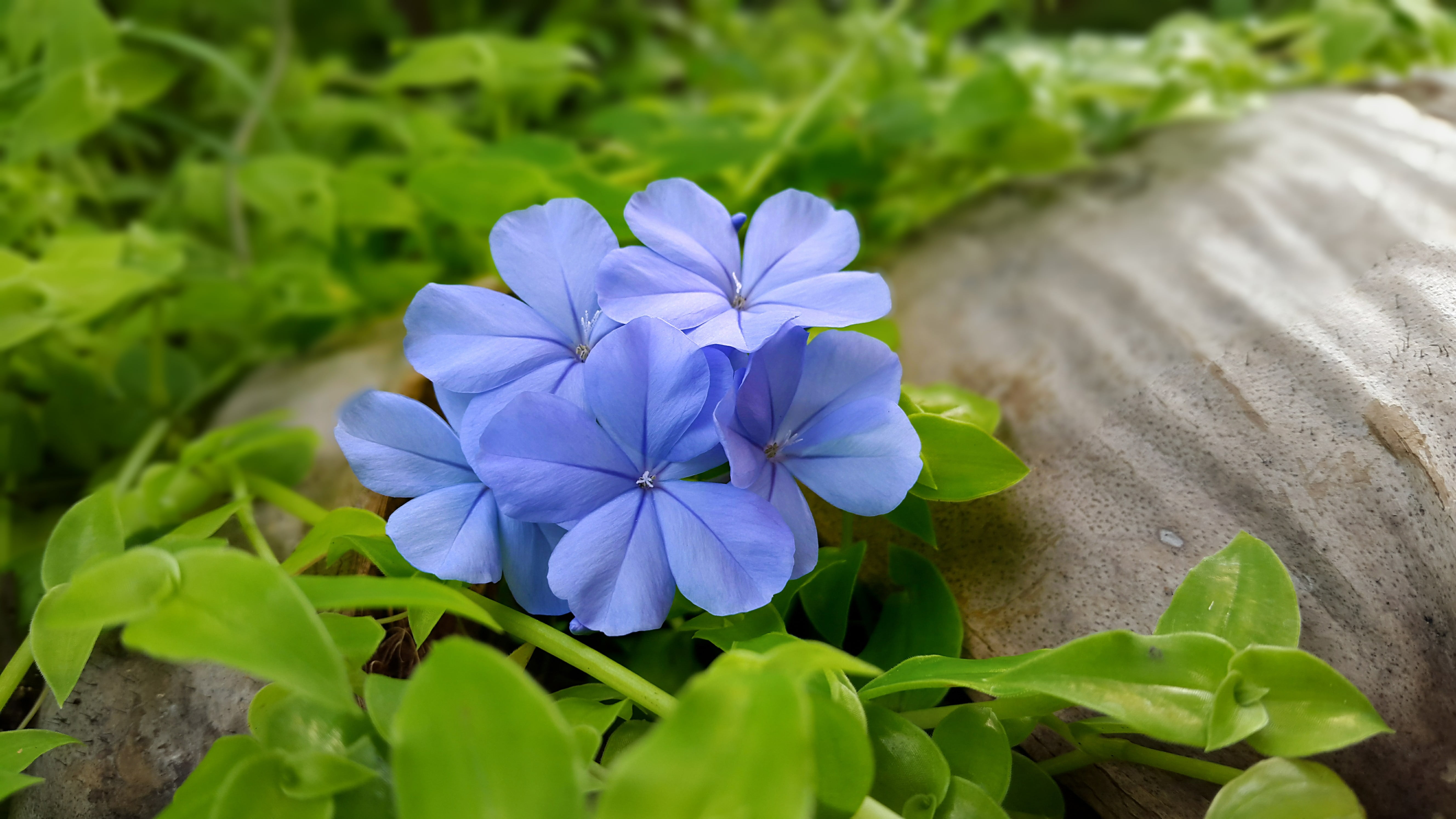 blue flowers, leaves, nature, plant, petal, flower Head, summer