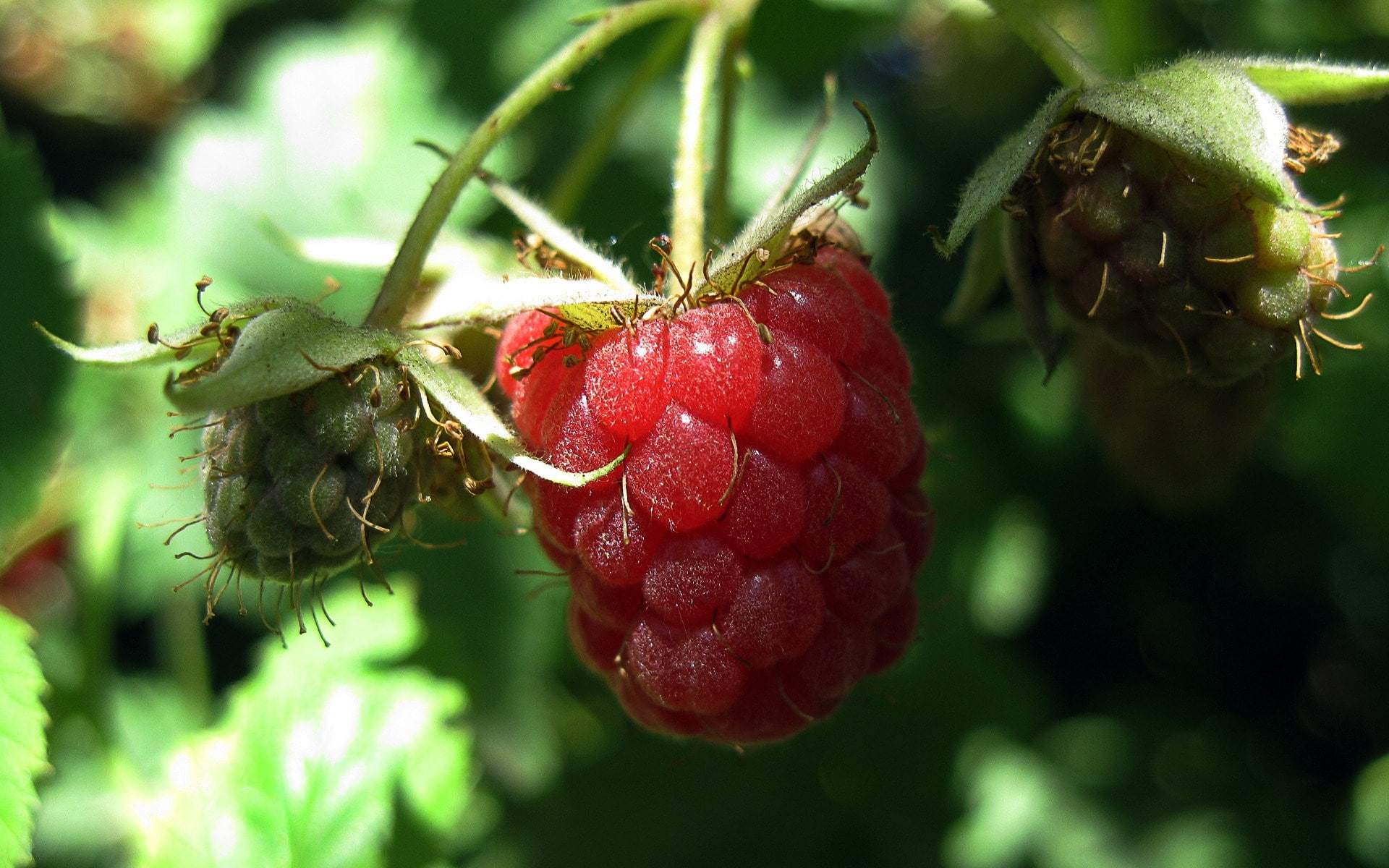 raspberry