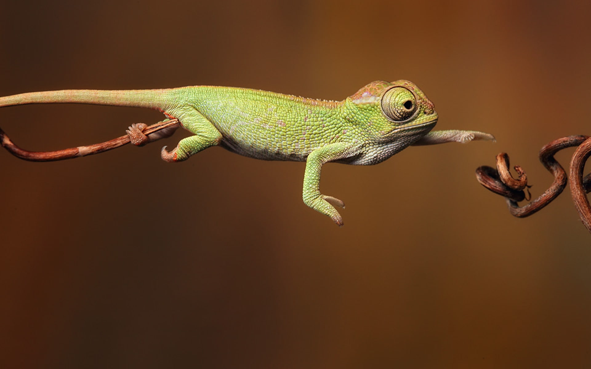 Baby Iguana, green chameleon
