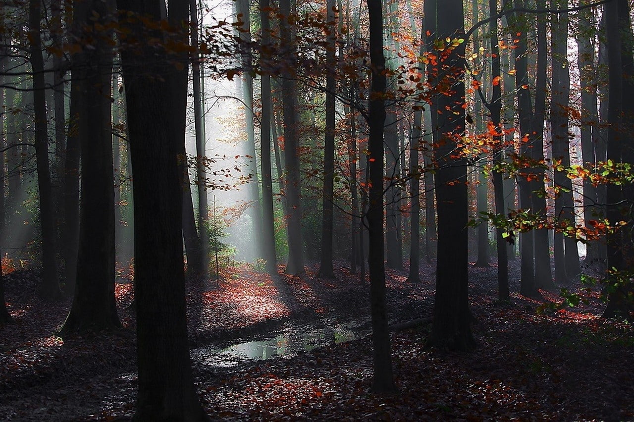 landscape, nature, forest, mist, path, leaves, fall, sun rays