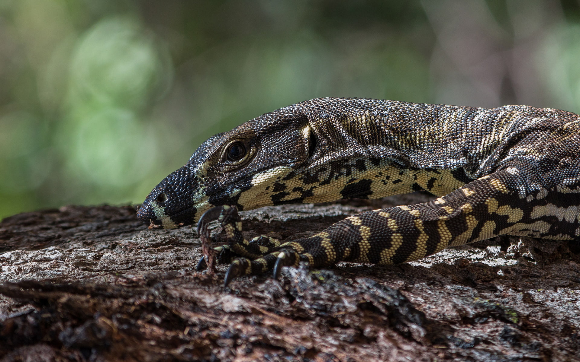 lizard