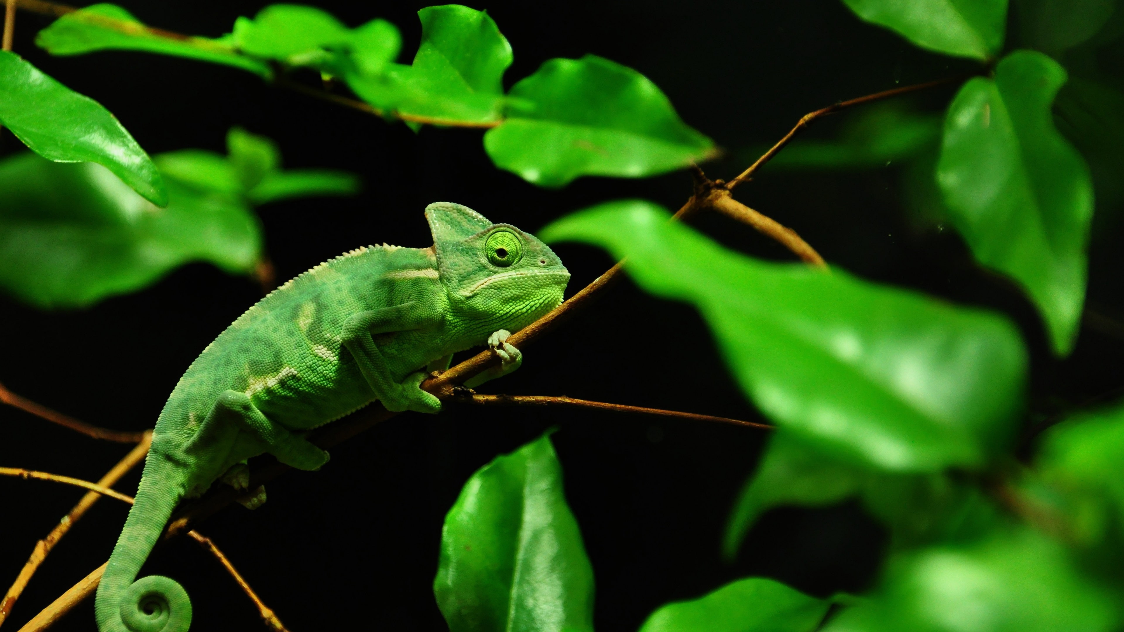 Green chameleon, Madagascar rainforest