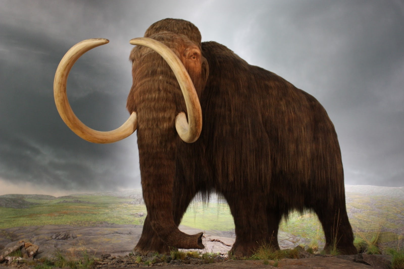 animales, extincion, mamut