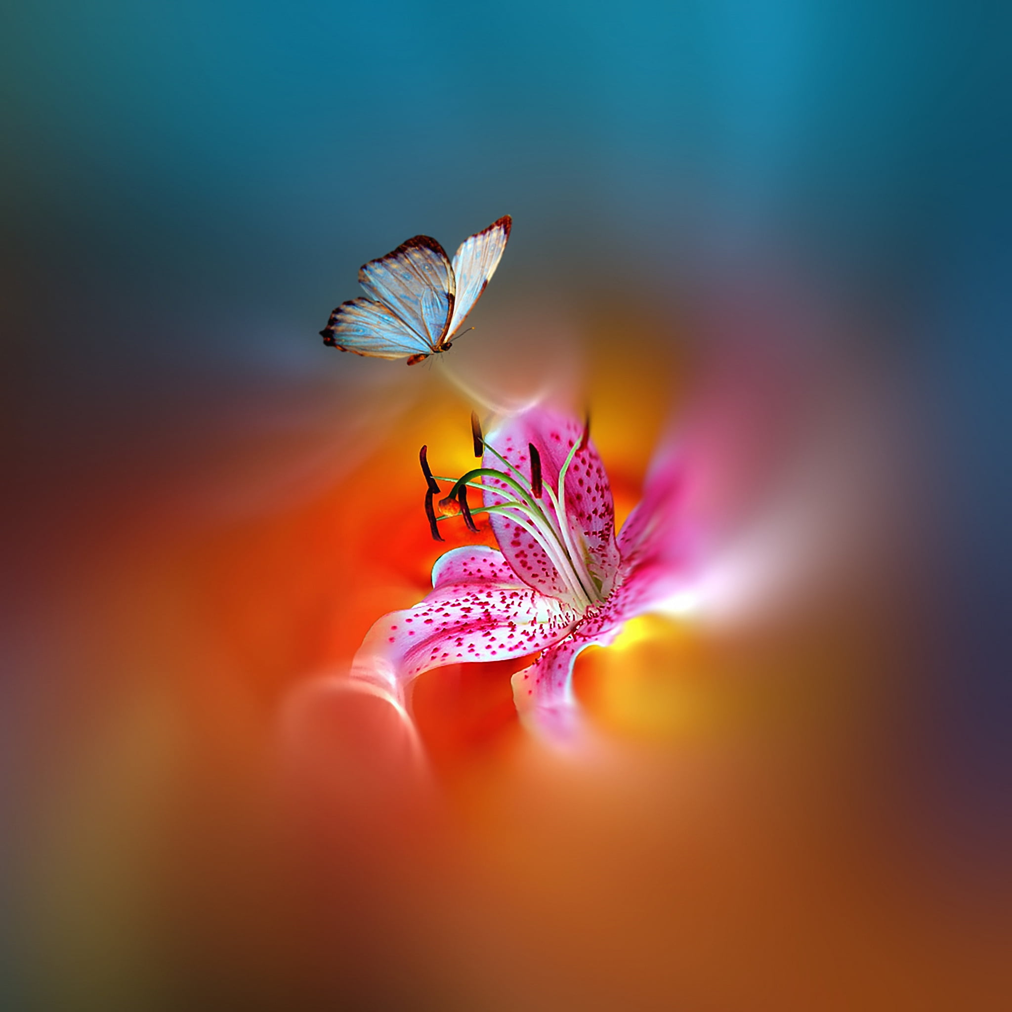 blue butterfly and pink stargazer lily wallpaper, flower, paint