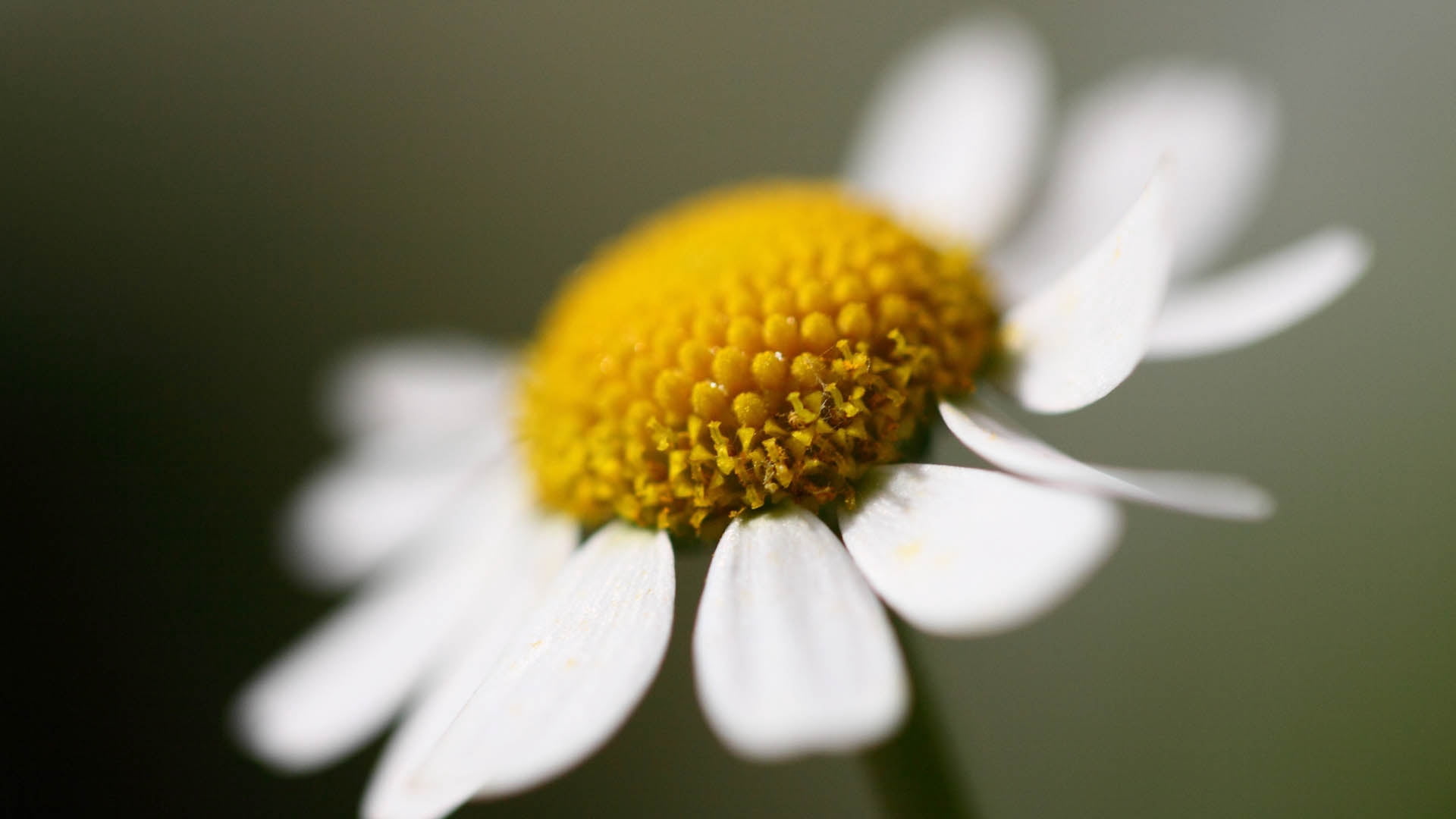 white common daisy, flower, petals, close up, nature, plant, close-up