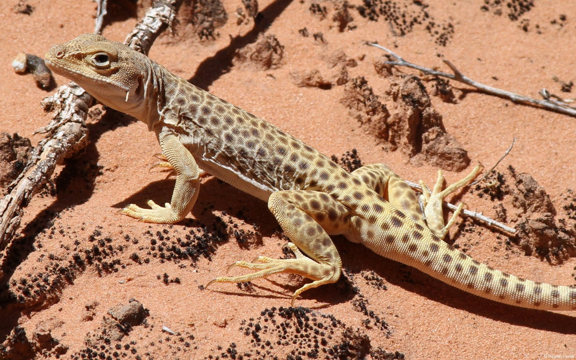 Reptiles, Lizard