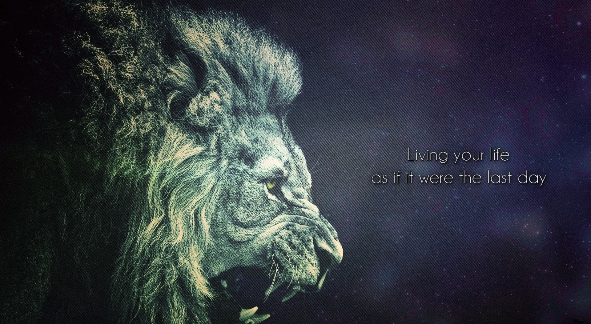 Living Your Life as if it were the Last Day, grey lion illustration