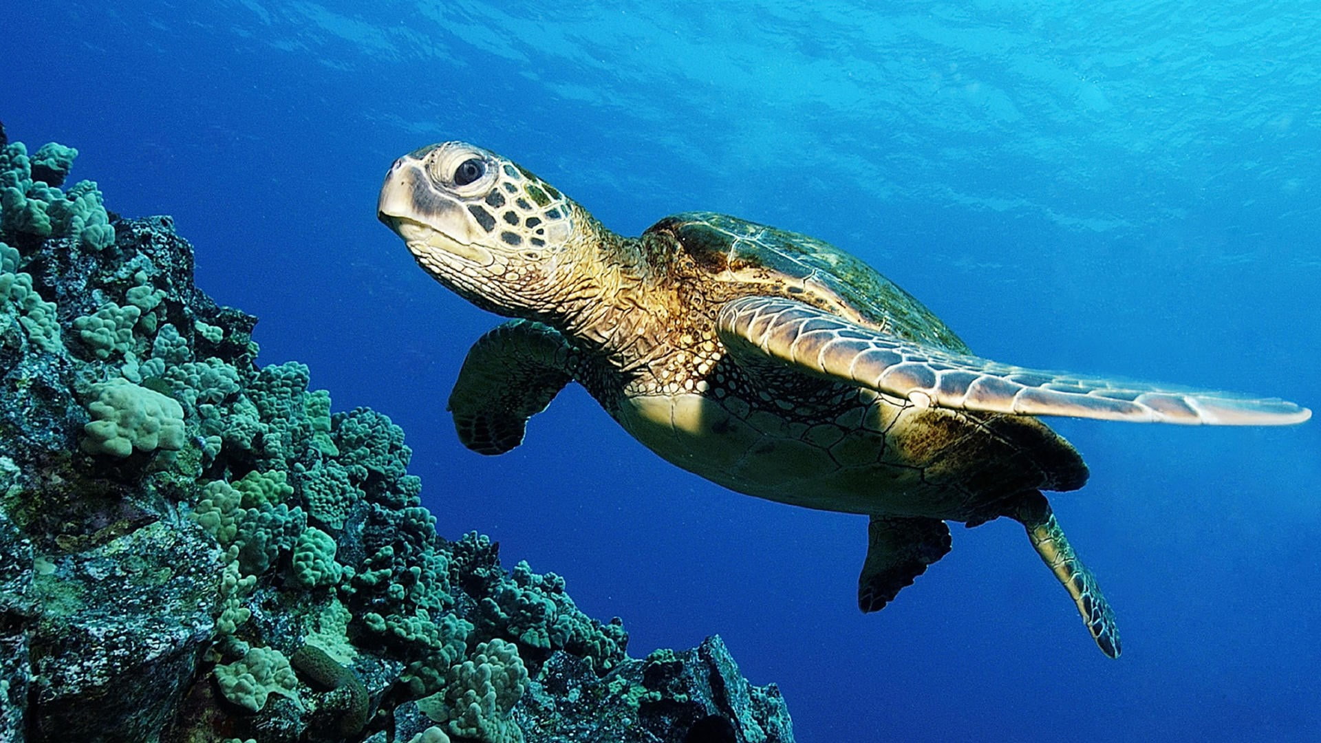 turtle
