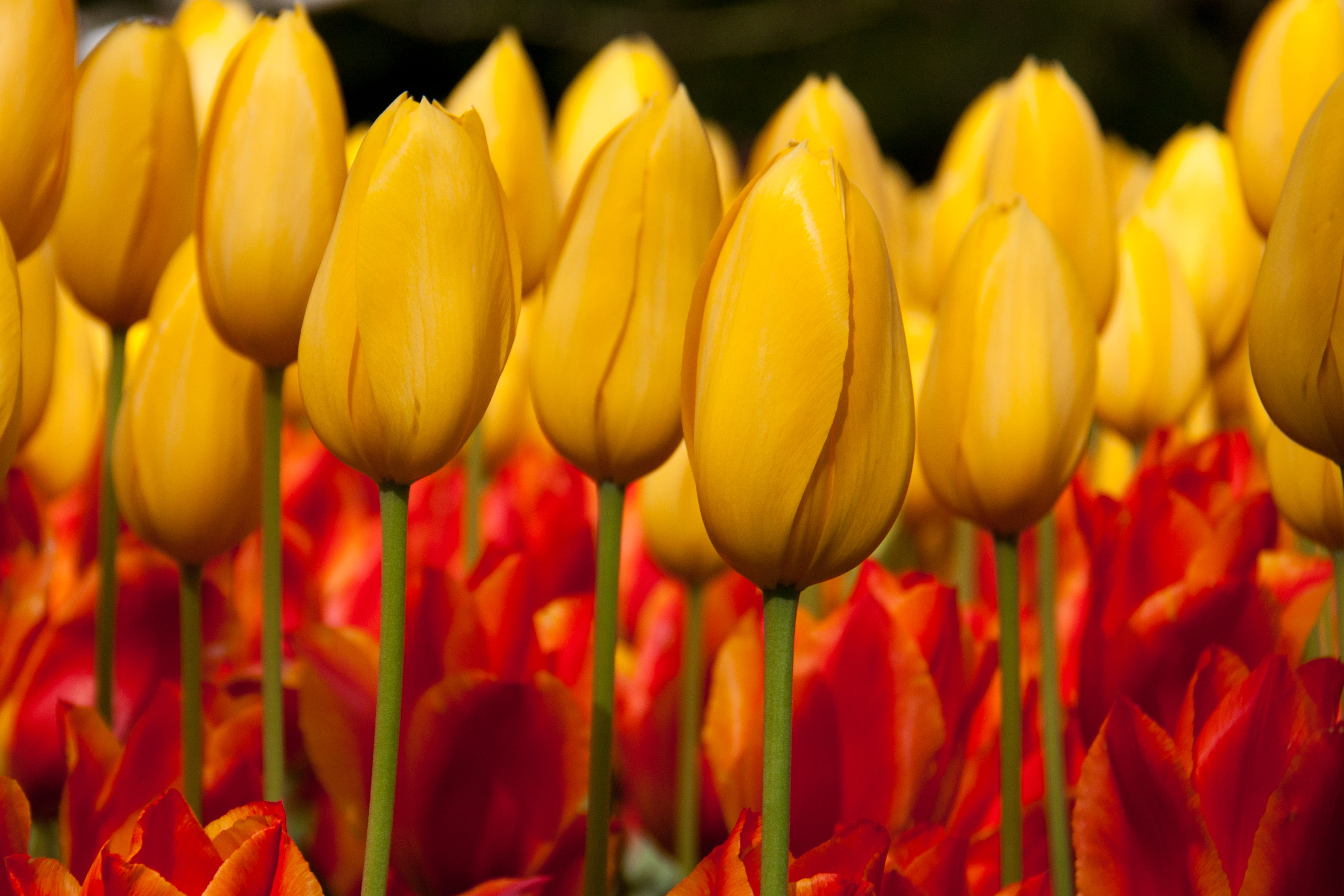 yellow tulips field, tulips, keukenhof, red, nature, plant, flower