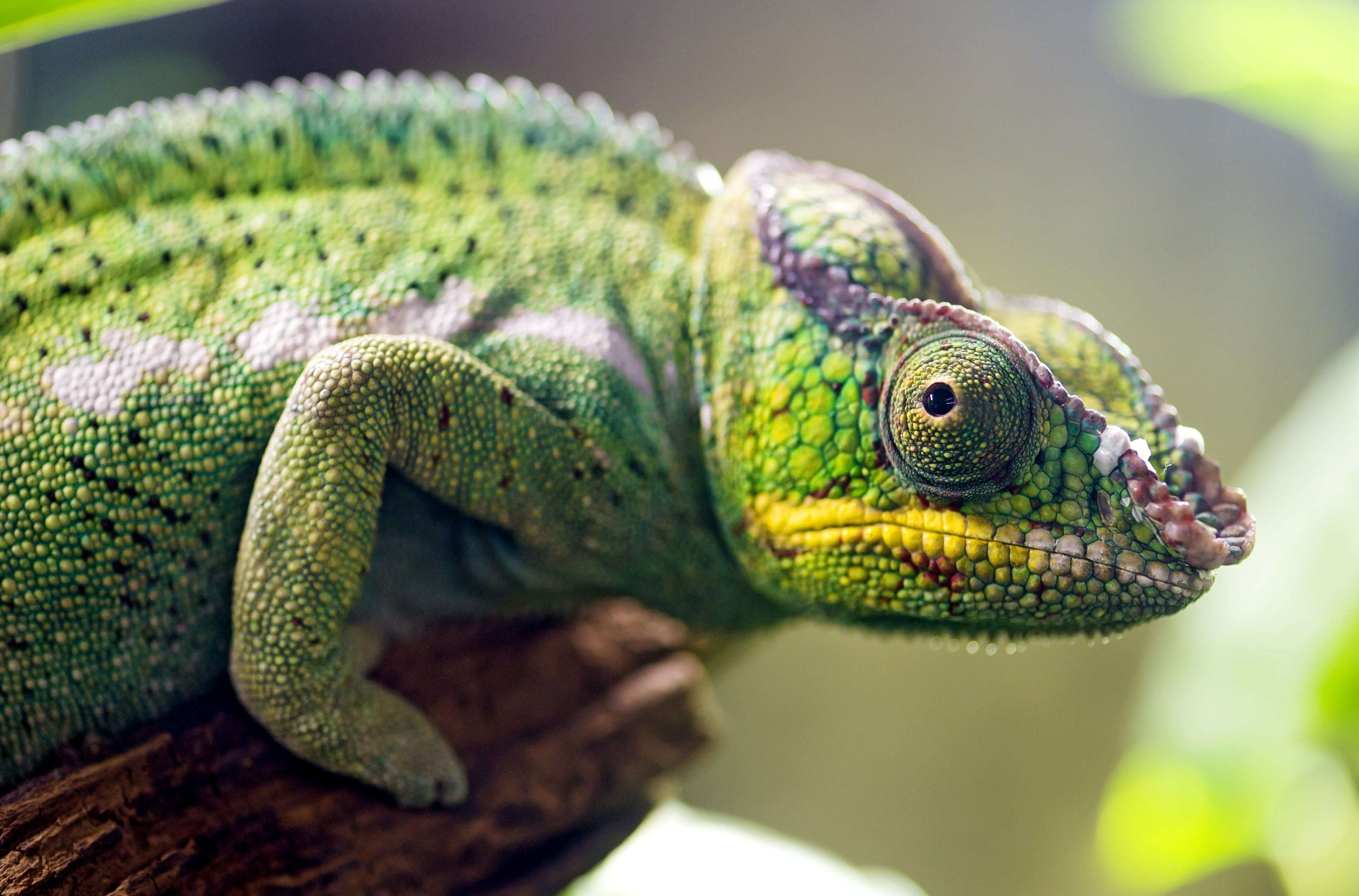 green chameleon, panther chameleon closeup photography, nature