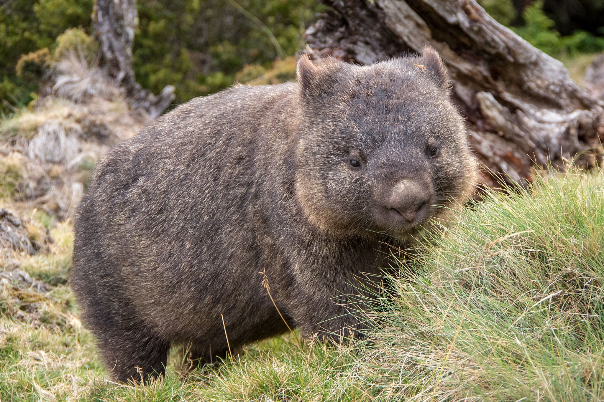 cute, thick, wombat