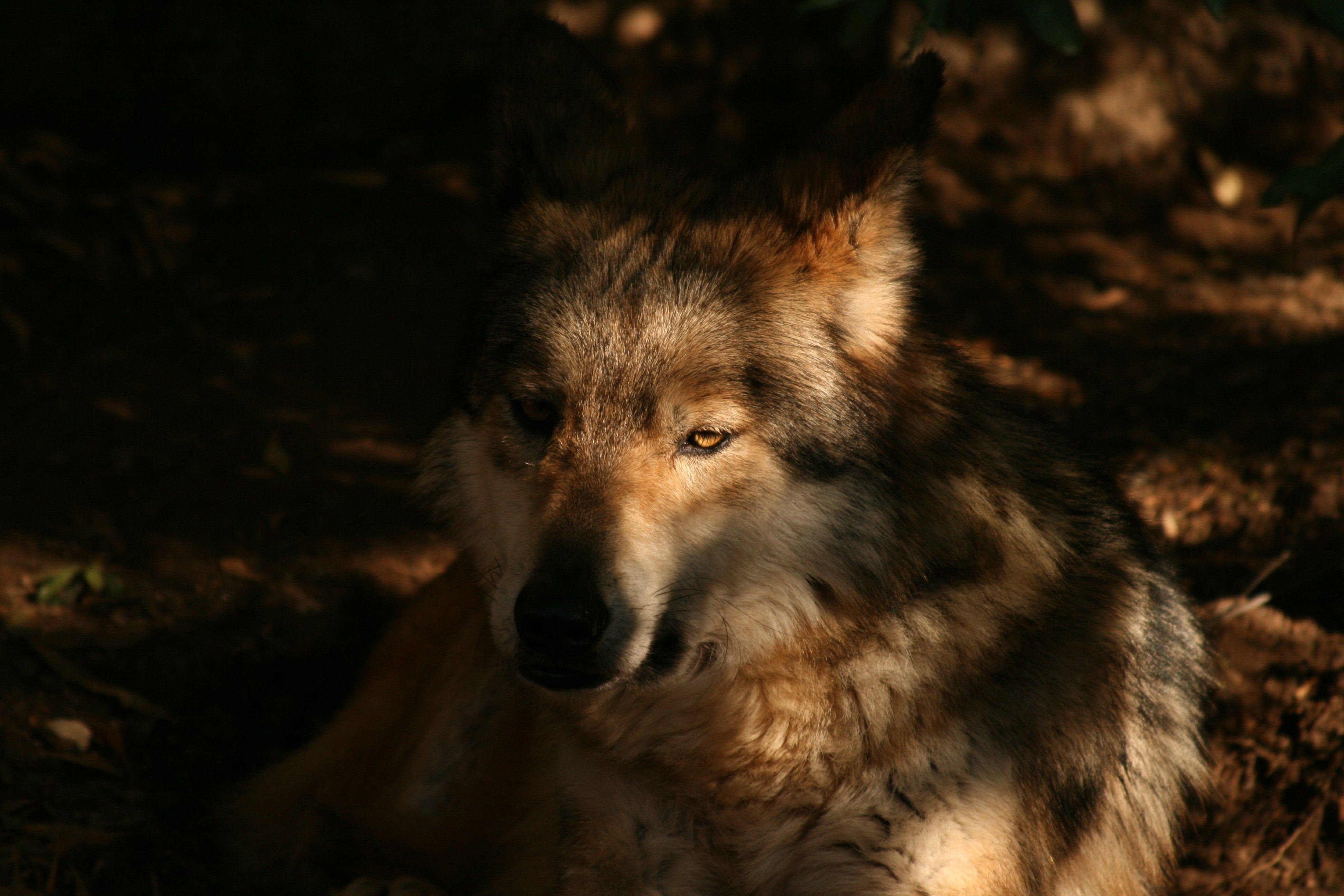 wolf