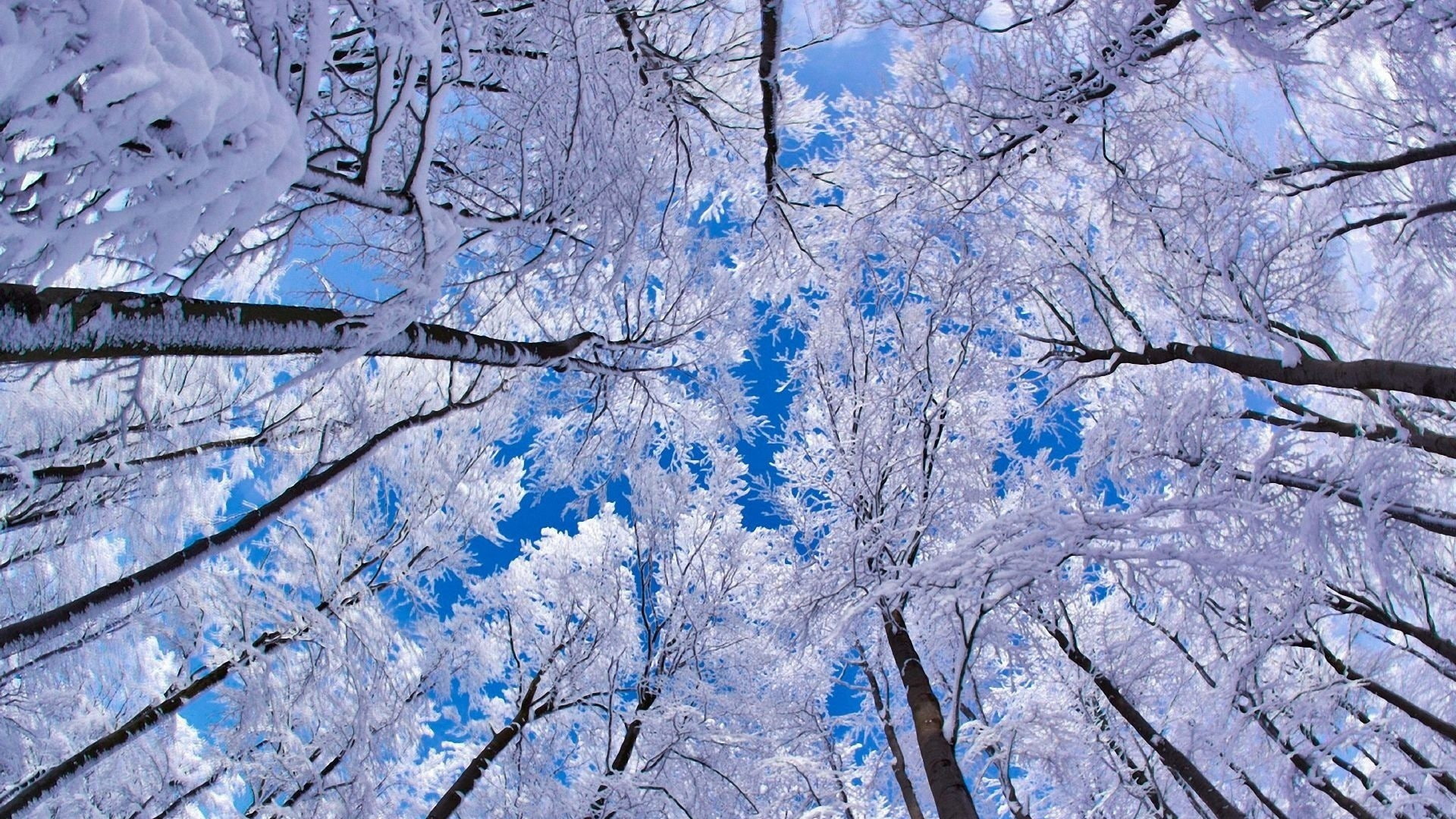 winter, forest, snow, trees, worm's eye view, plant, cold temperature