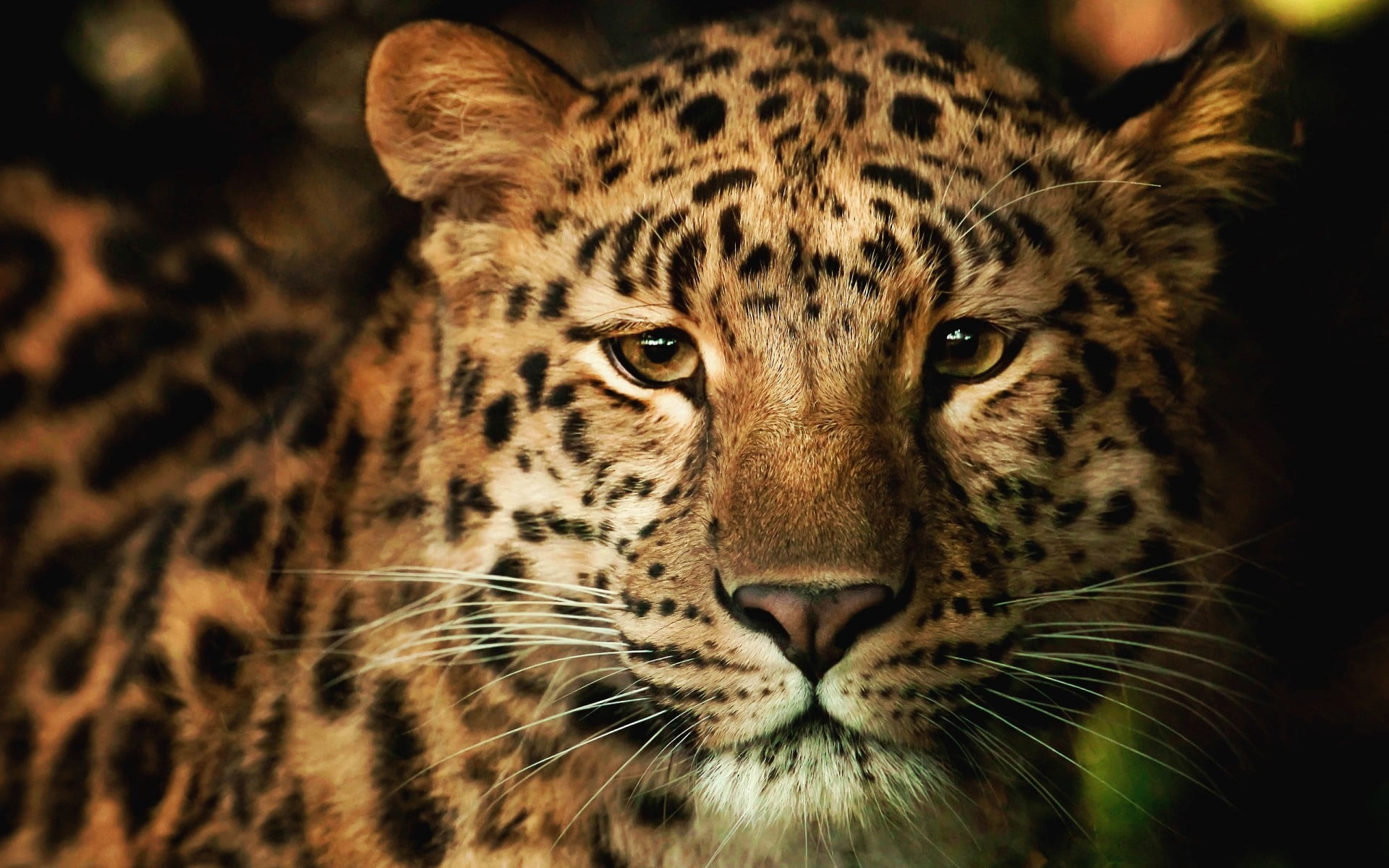 black and brown cheetah, leopard, face, nose, spotted, undomesticated Cat