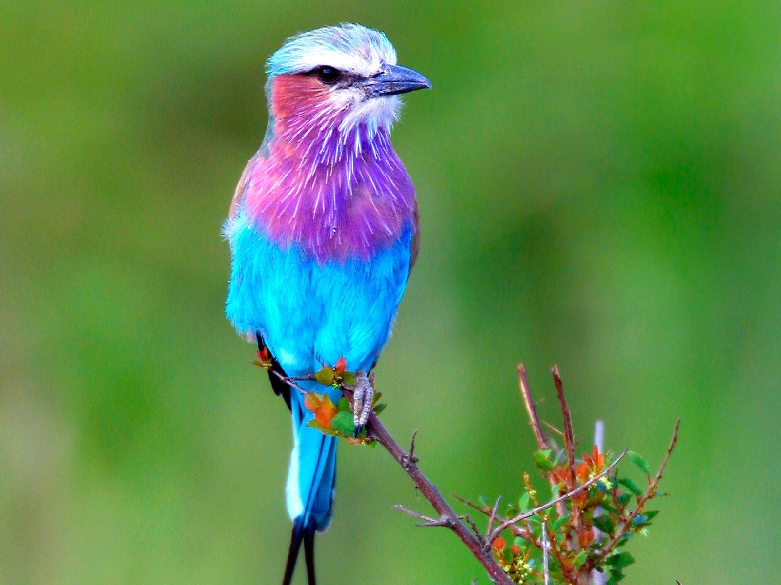 Lilac Breasted Roller, pink and blue bird, Animals, Birds, beautiful