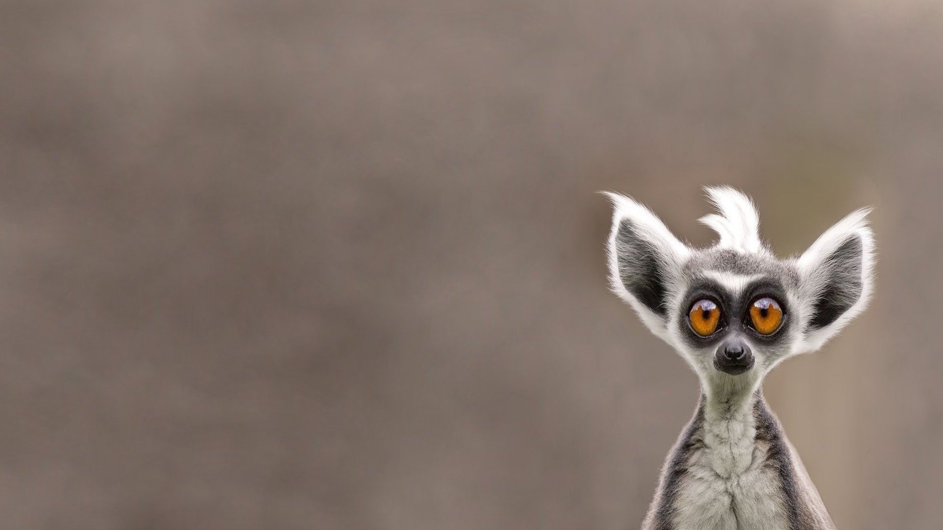 Lemurs