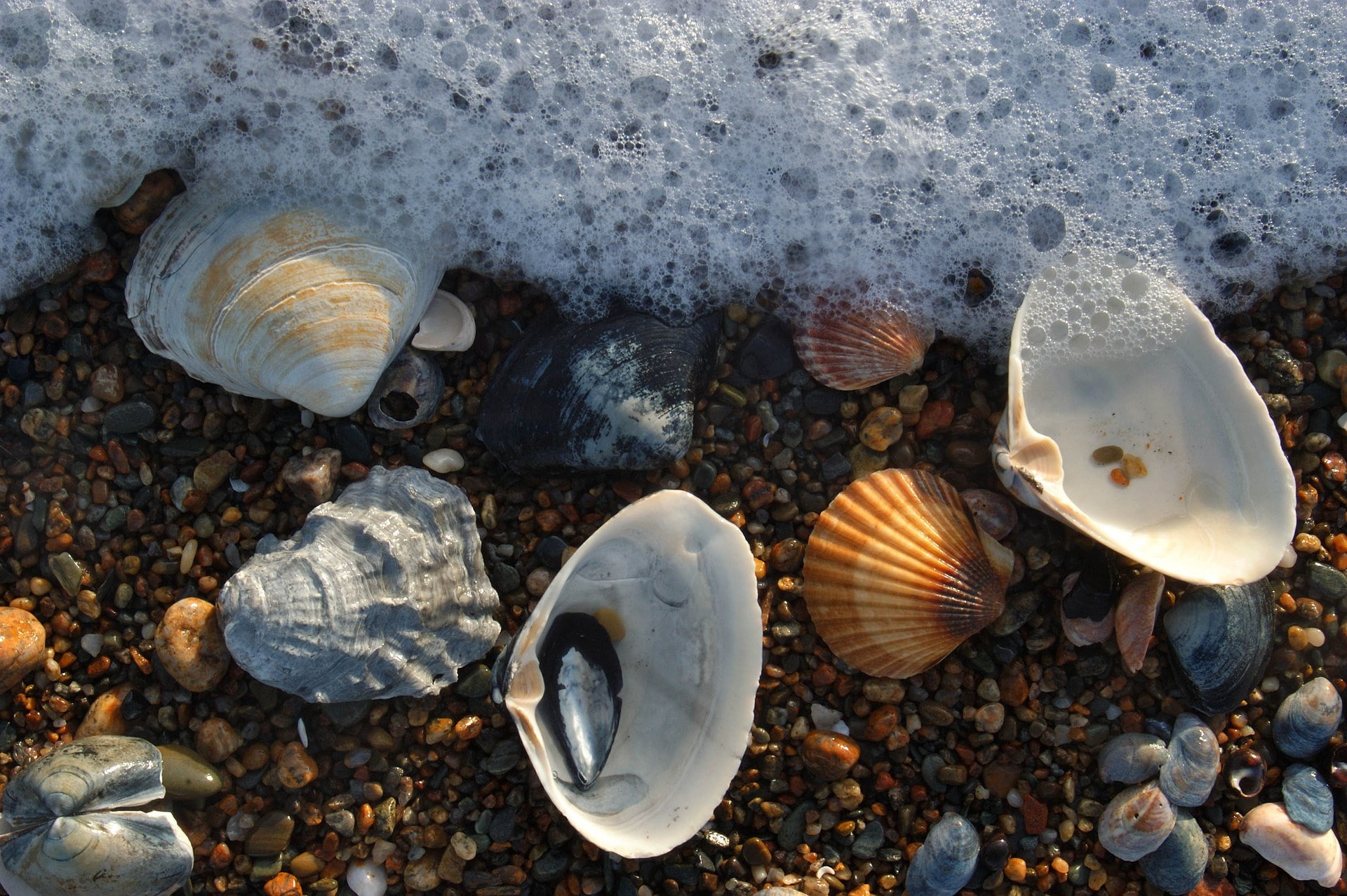 shell