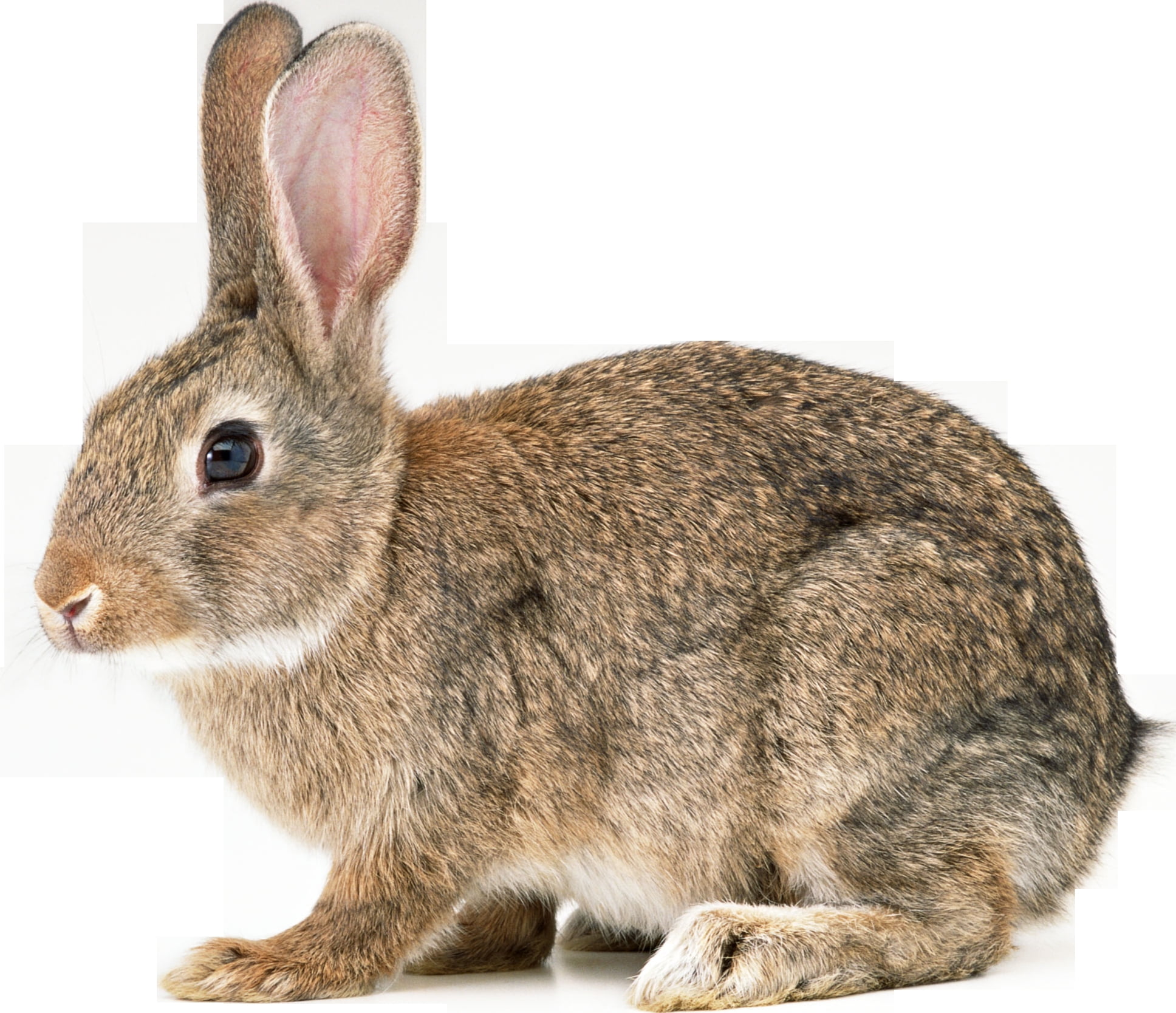 brown rabbit, hare, ears, cute, rabbit - Animal, pets, mammal