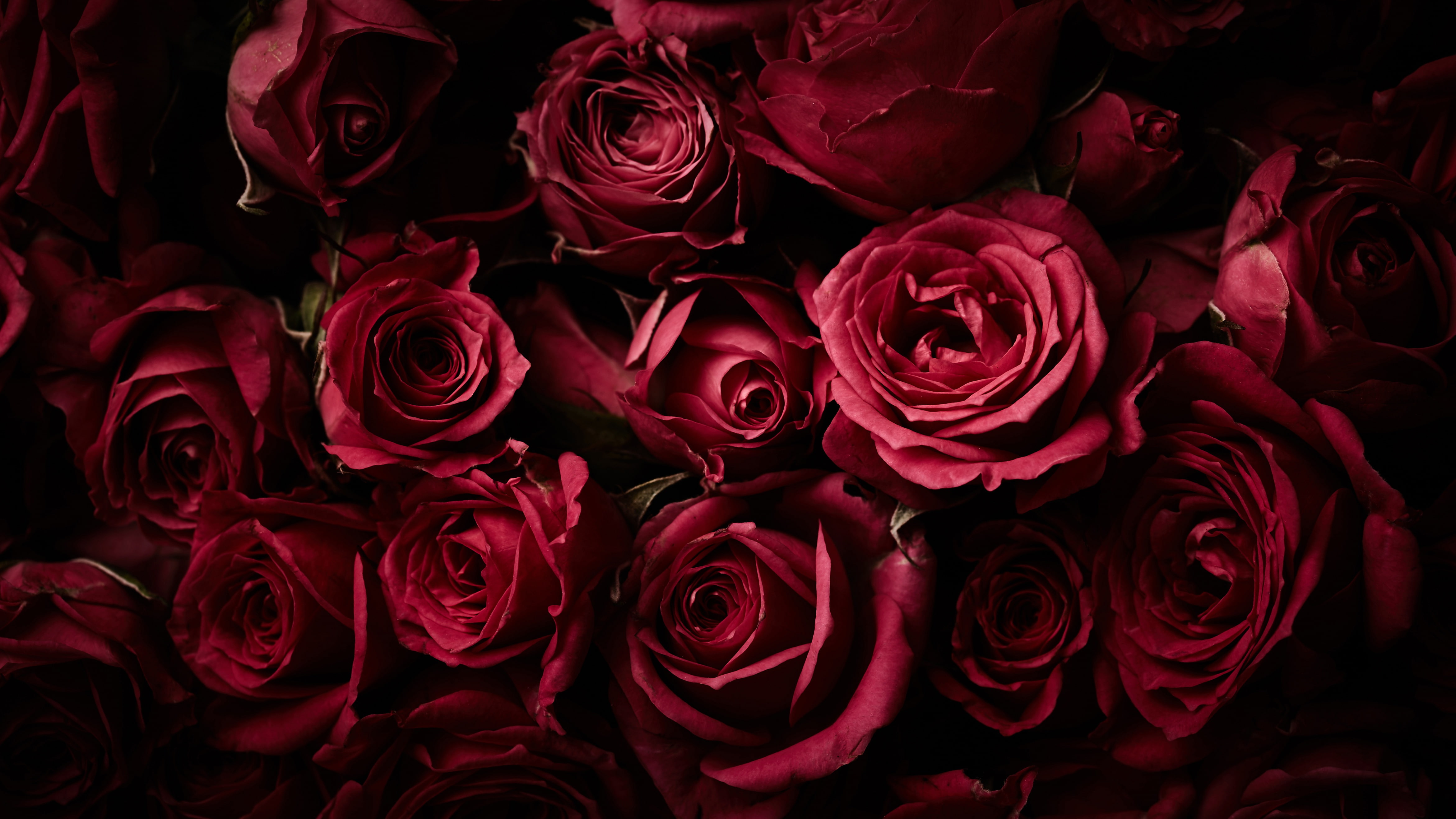 Red Roses, Dark background, Rose flowers, 4K