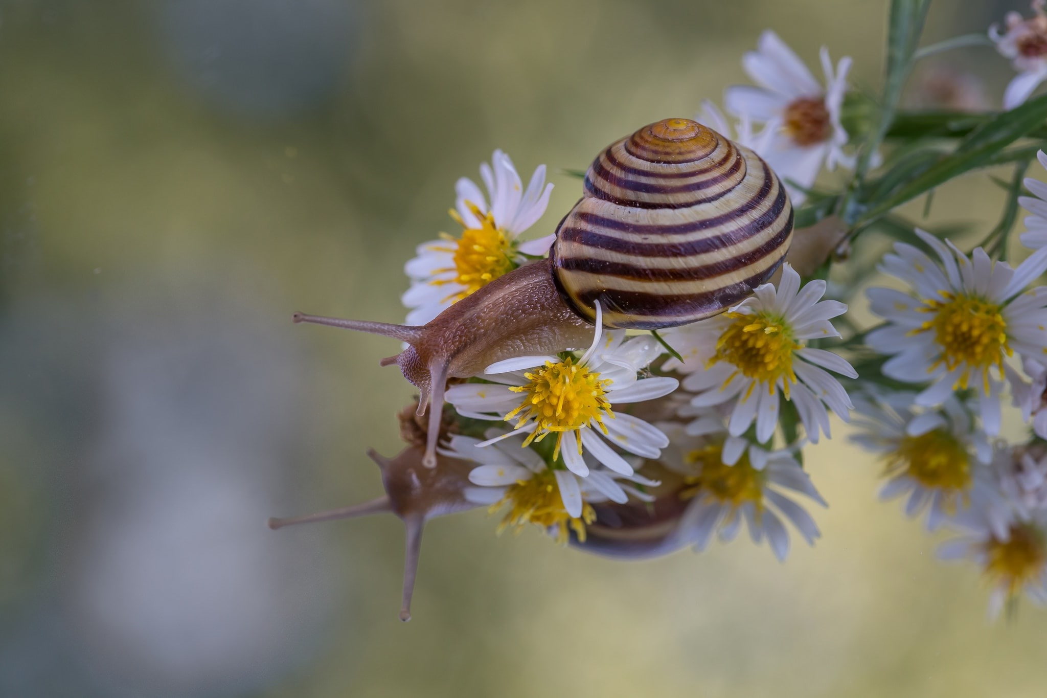 snail