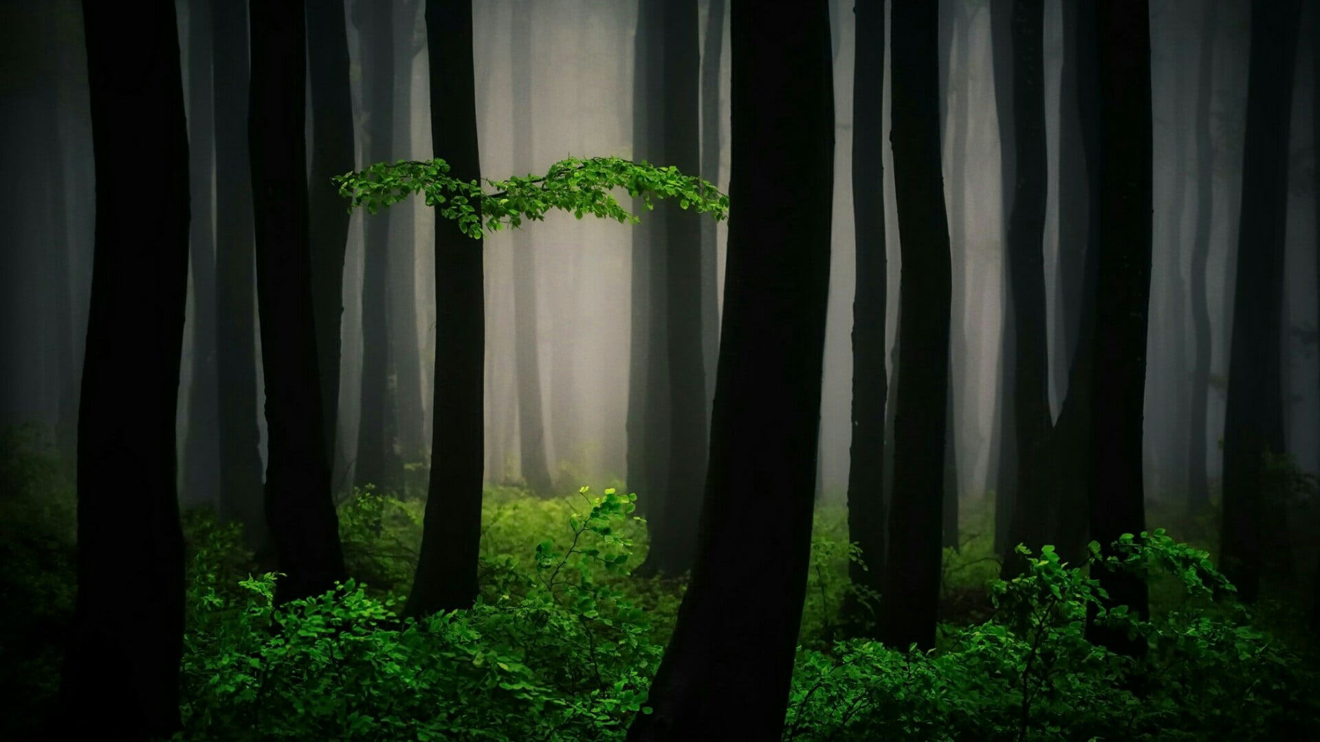 bulgaria, mystic, woodland, darkness, trunk, magic, tree, magical