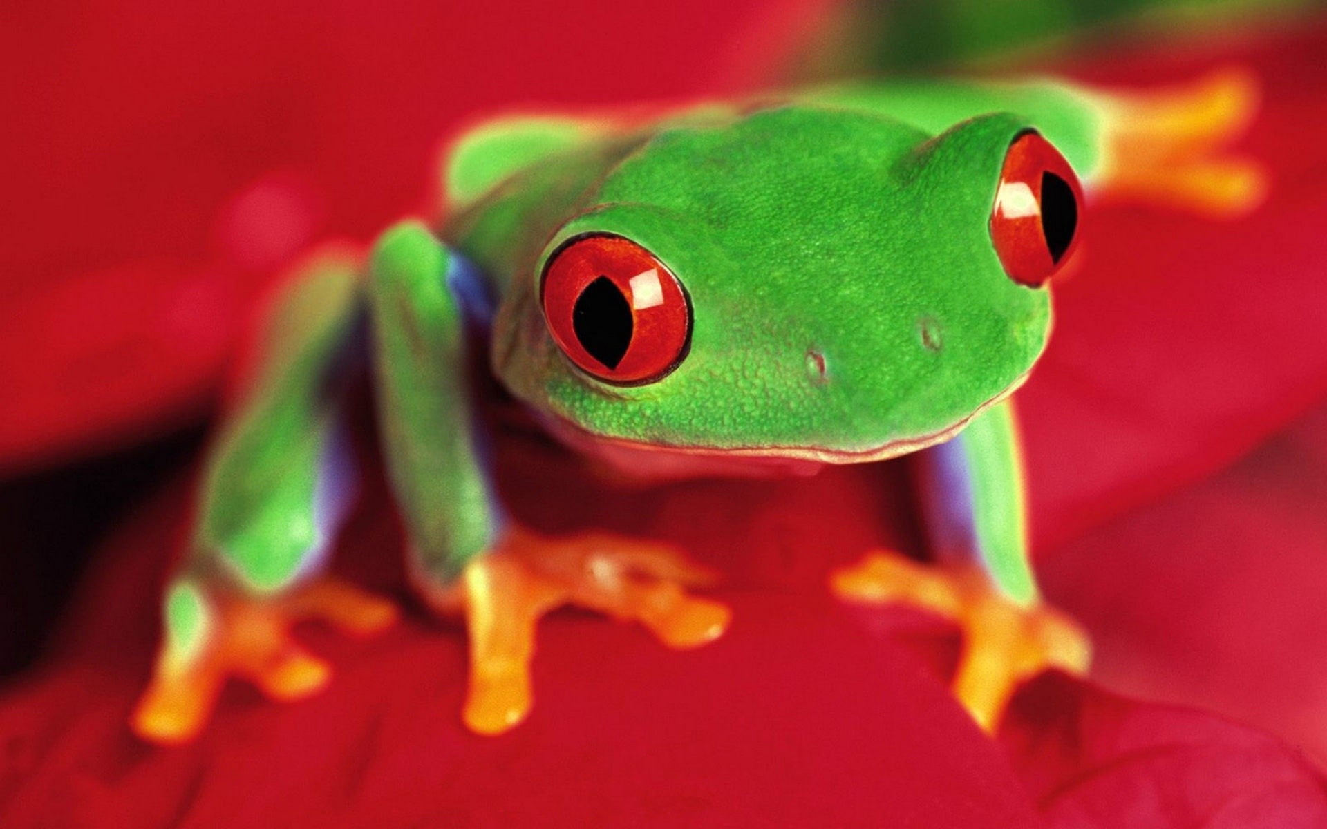 green frog, eyes, color, bright, animal, amphibian, tree Frog
