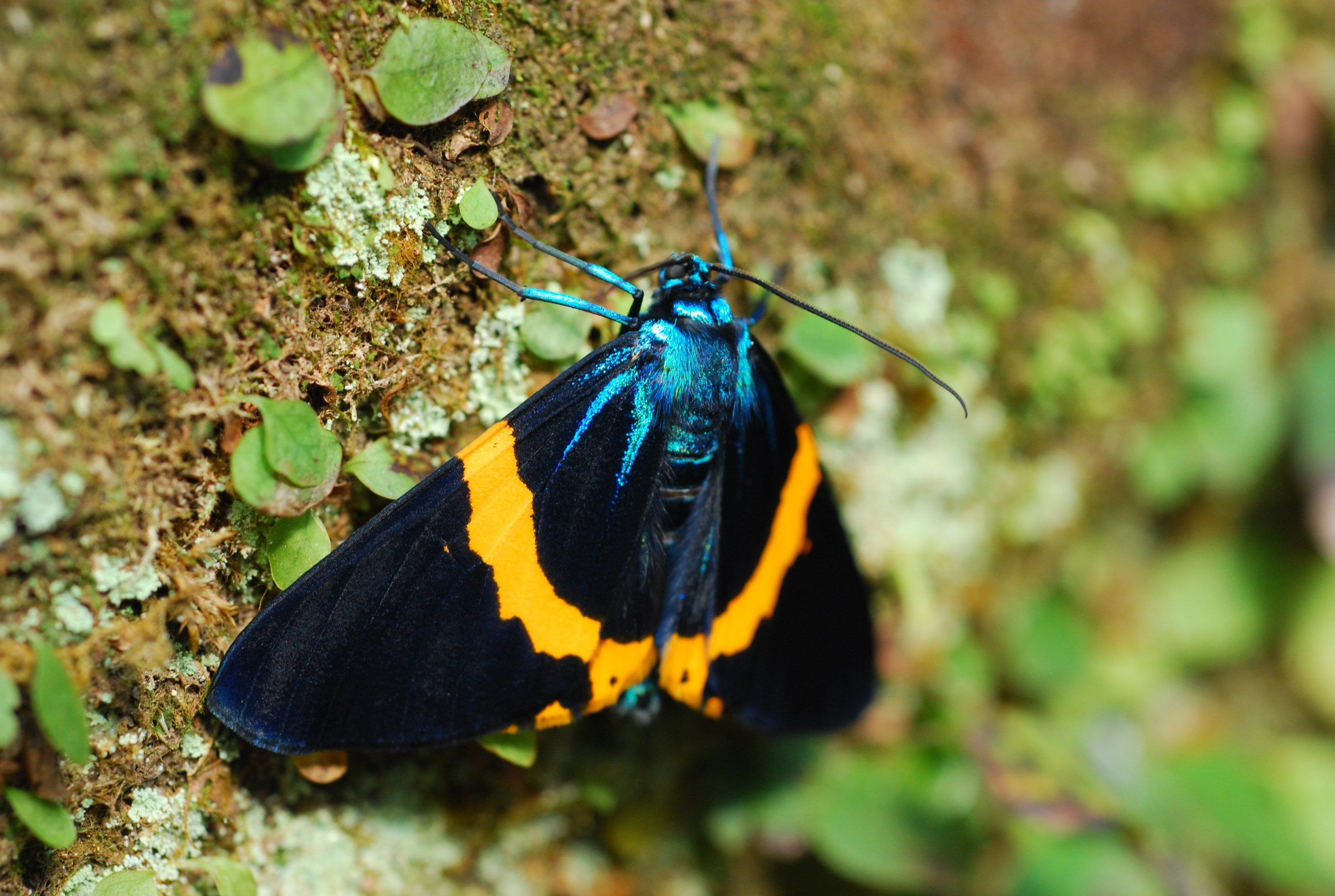 moth