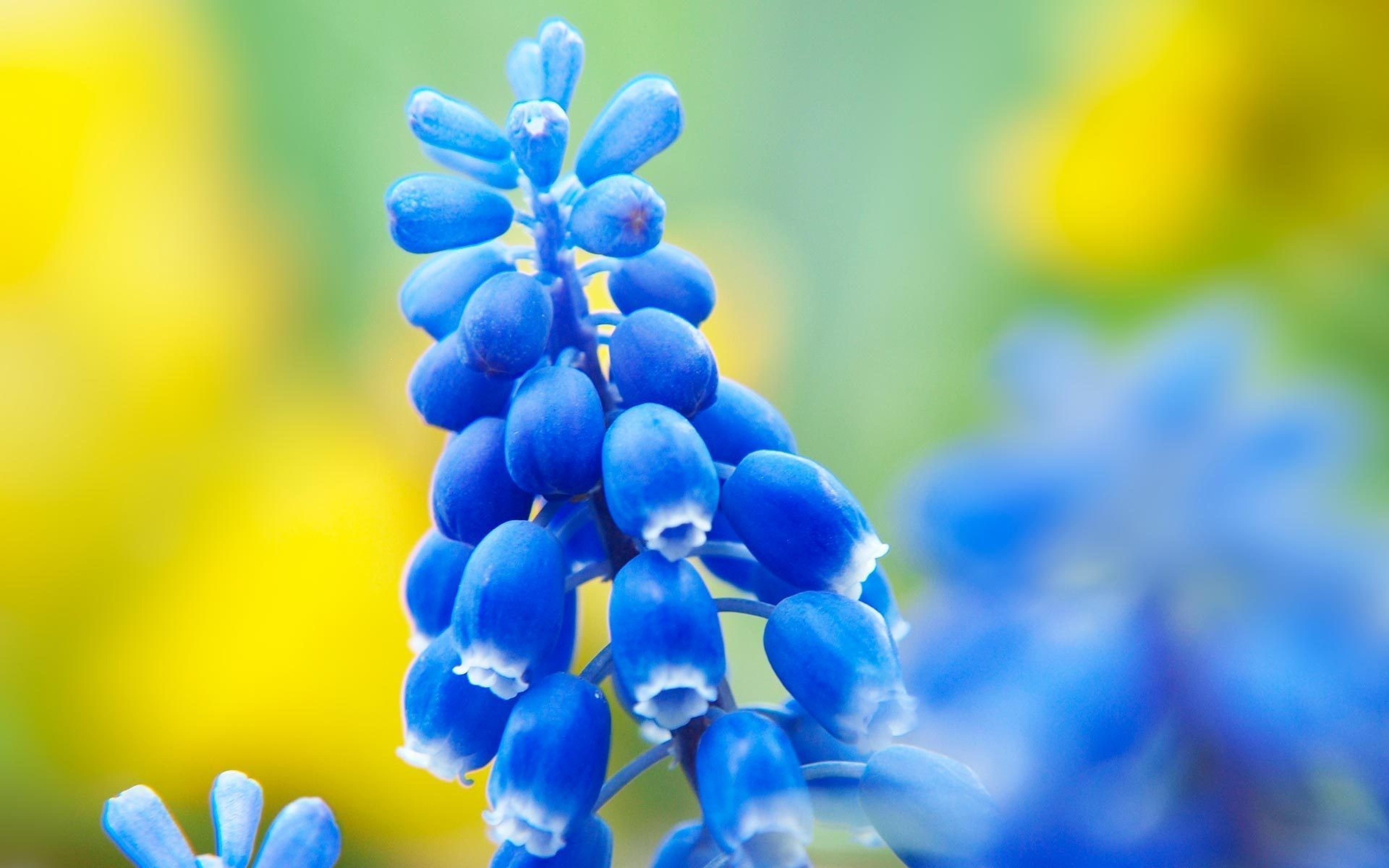 macro, flowers, muscari, blue flowers, flowering plant, beauty in nature