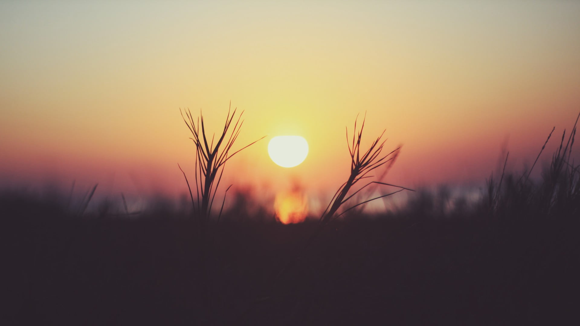 grass silhouette, sunset over silhouette of flowersr, nature