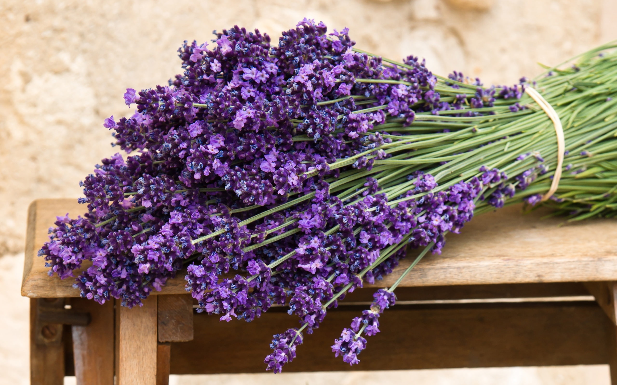 Bouquet of purple lavender flowers