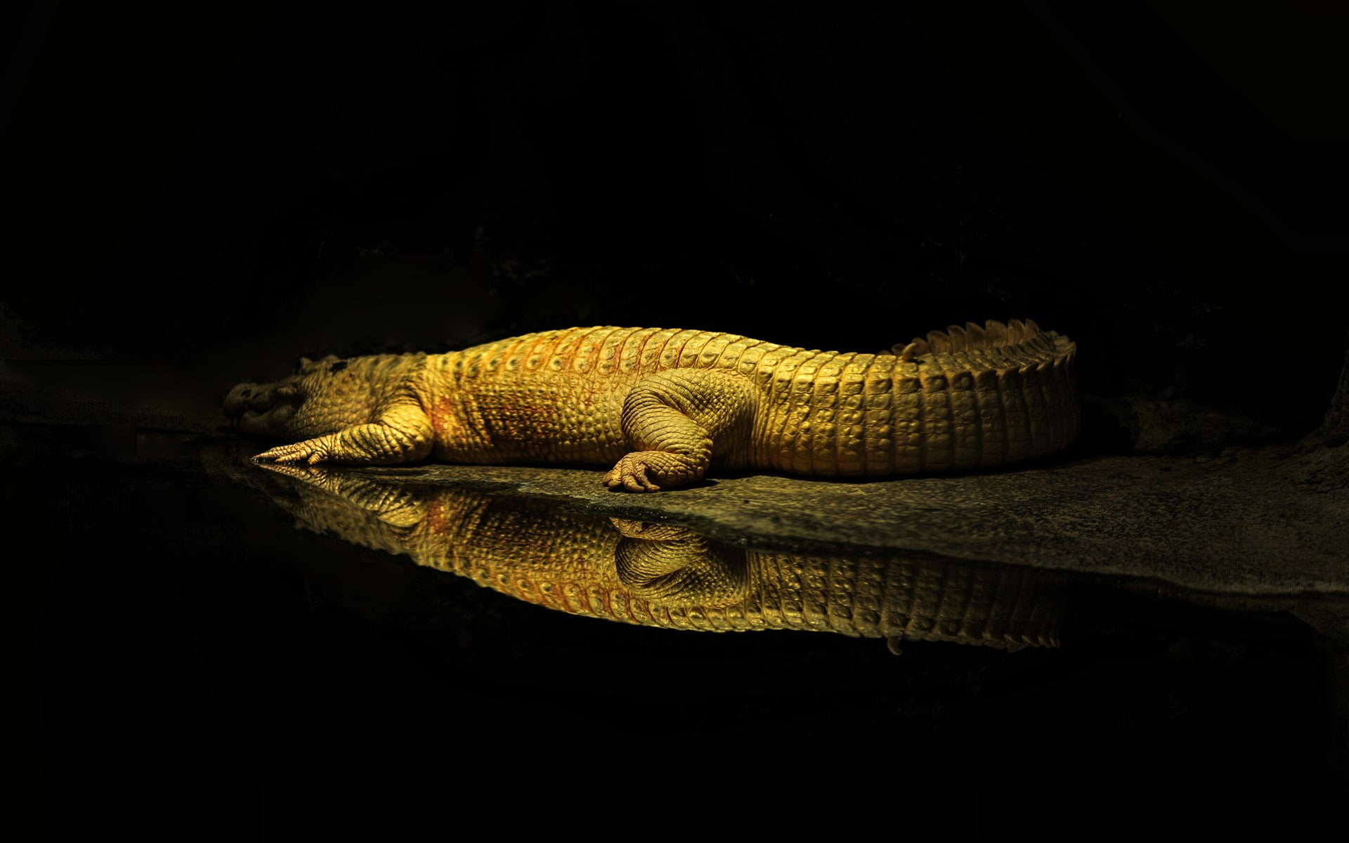 reflection, animals, reptiles, water, yellow, rest, sun rays