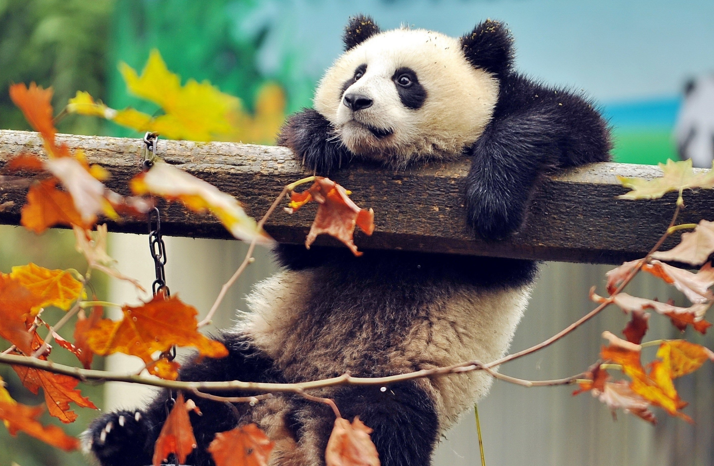 panda