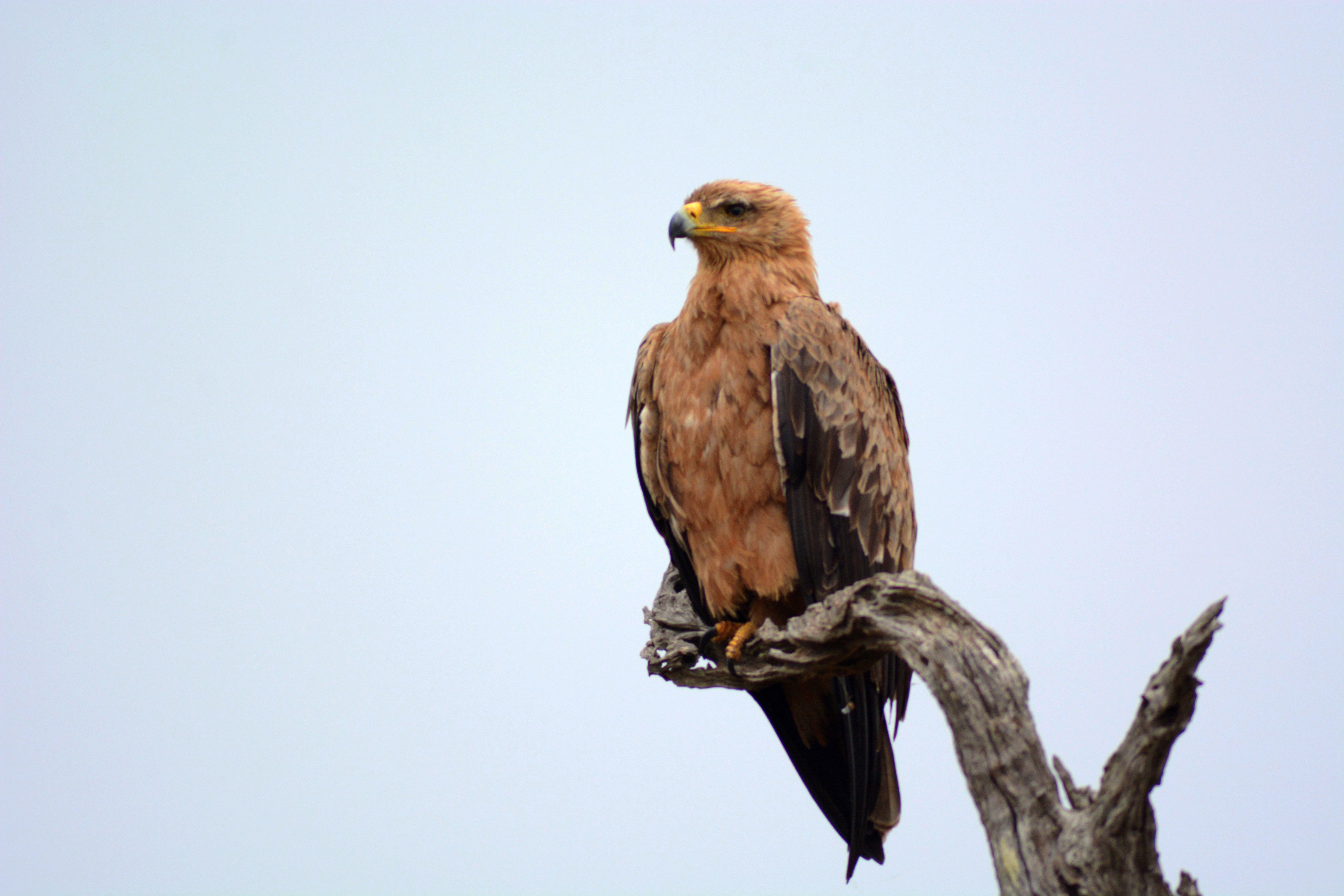 eagle