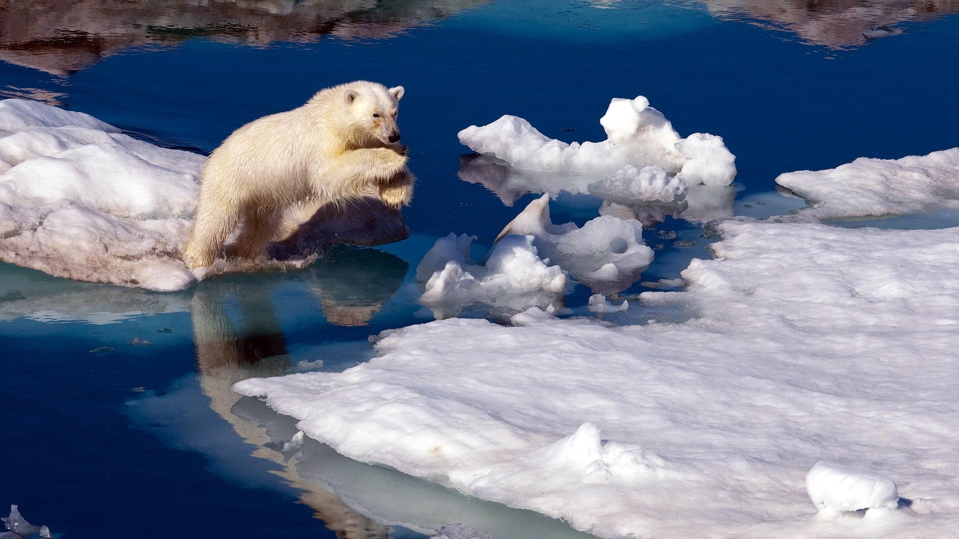Brave Little Polar Bear, river, leap, animals