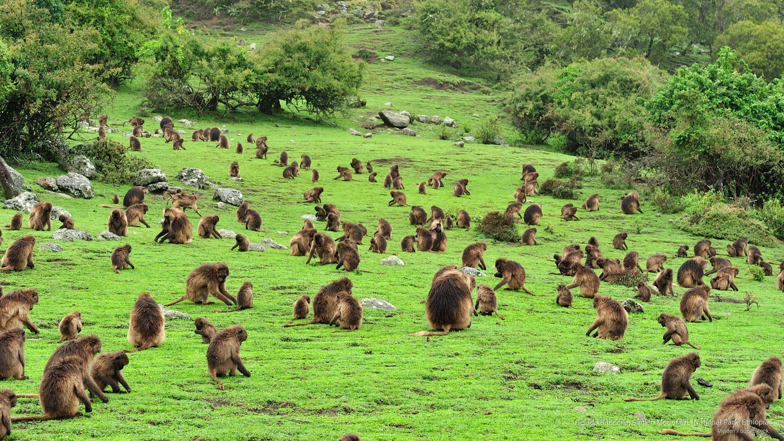 Gelada Baboons, Simien Mountains National Park, Ethiopia, Animals