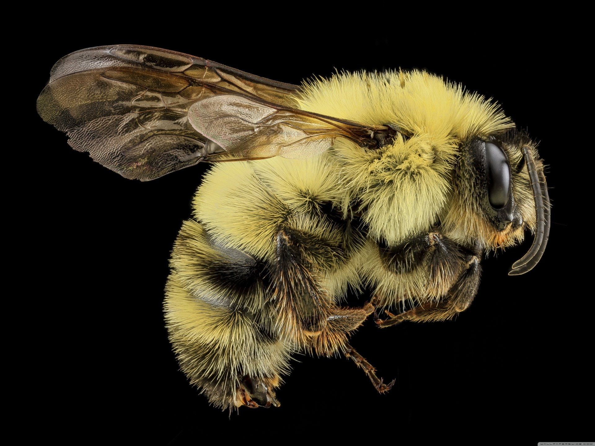 Insects, Bee