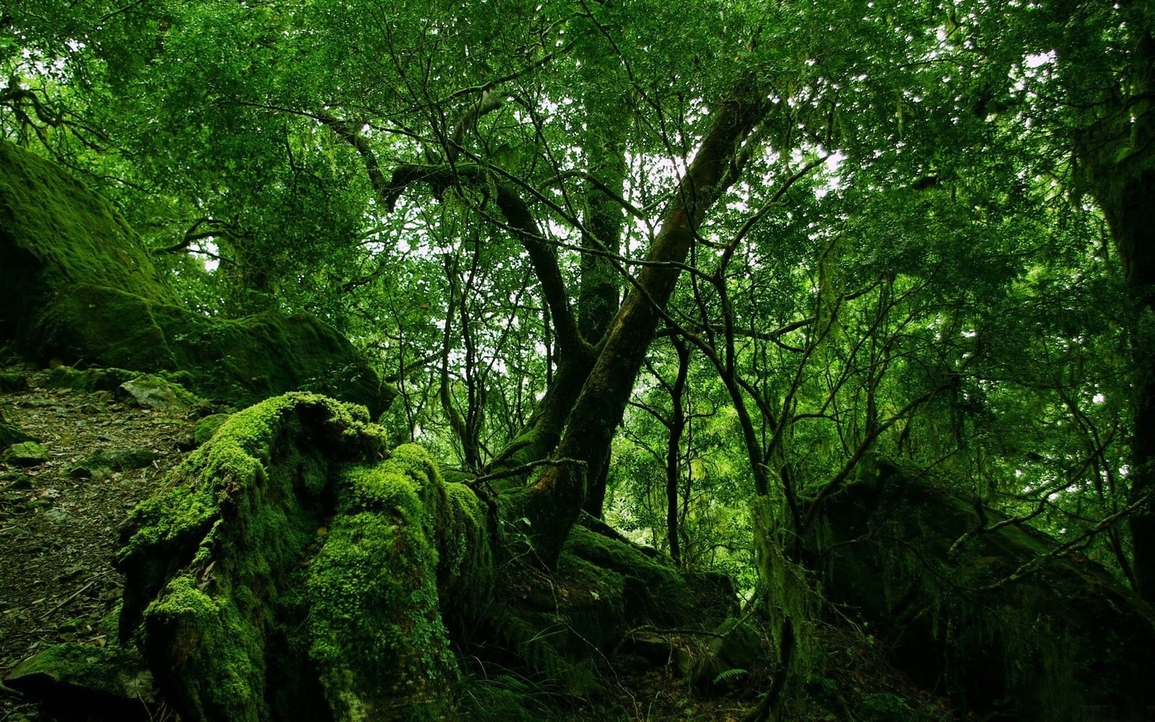 green tree, wood, moss, thickets, jungle, nature, forest, green Color