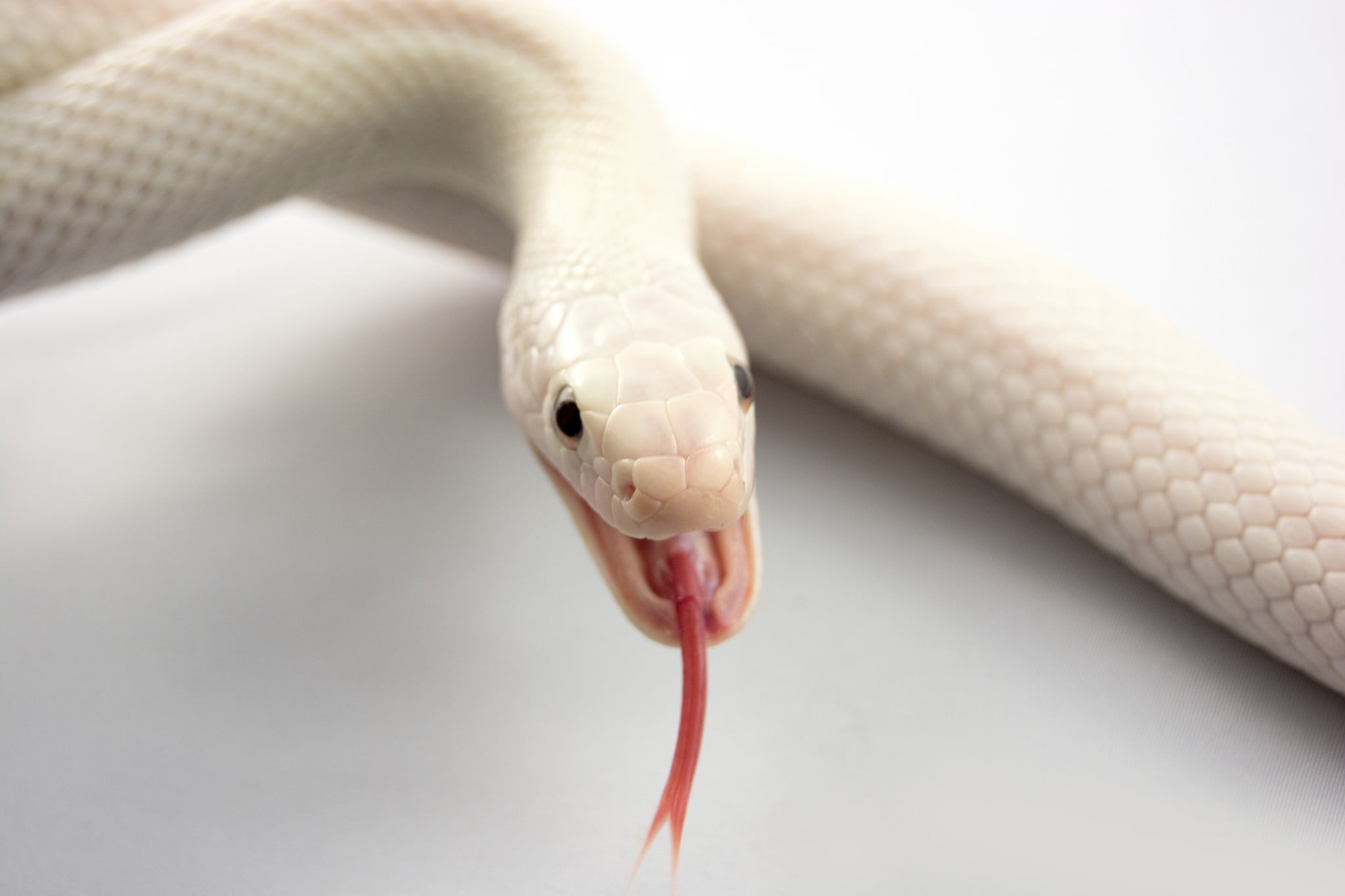 white snake, albino, tongue, mouth, animal, reptile, vertebrate