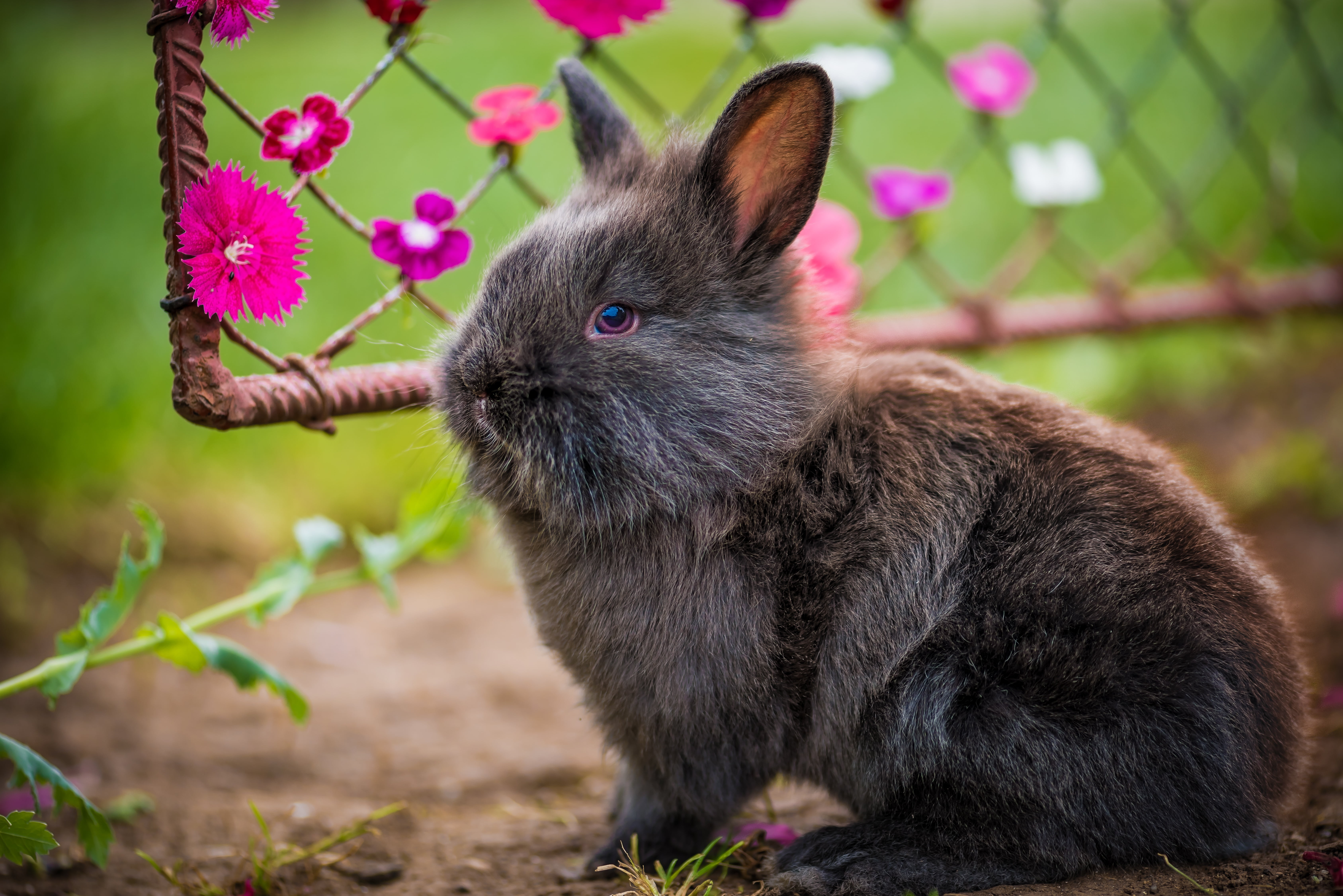 black rabbit, fluffy, flowers, rabbit - Animal, cute, pets, easter