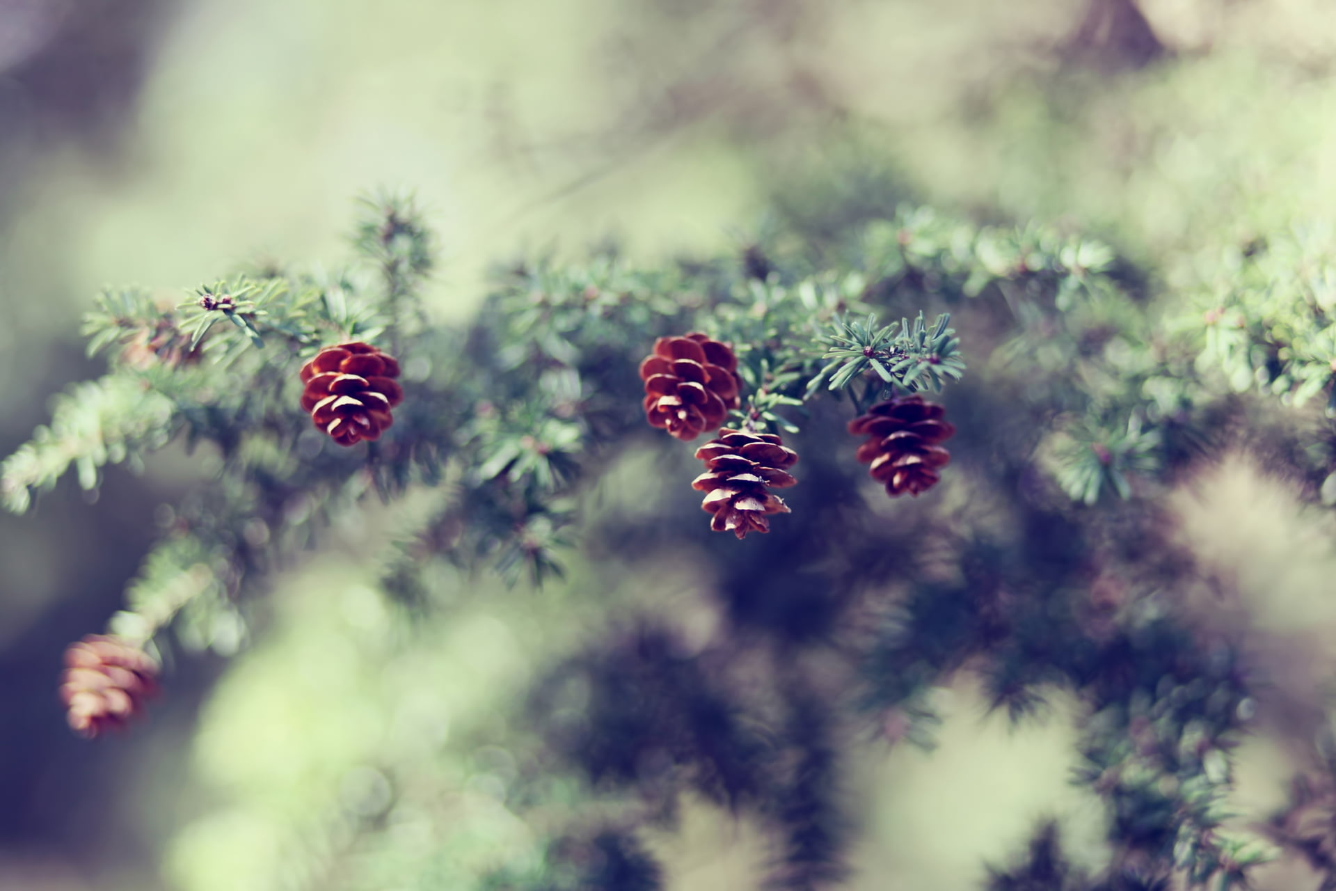 brown pinecones, fir-tree, branch, degradation, nature, plant
