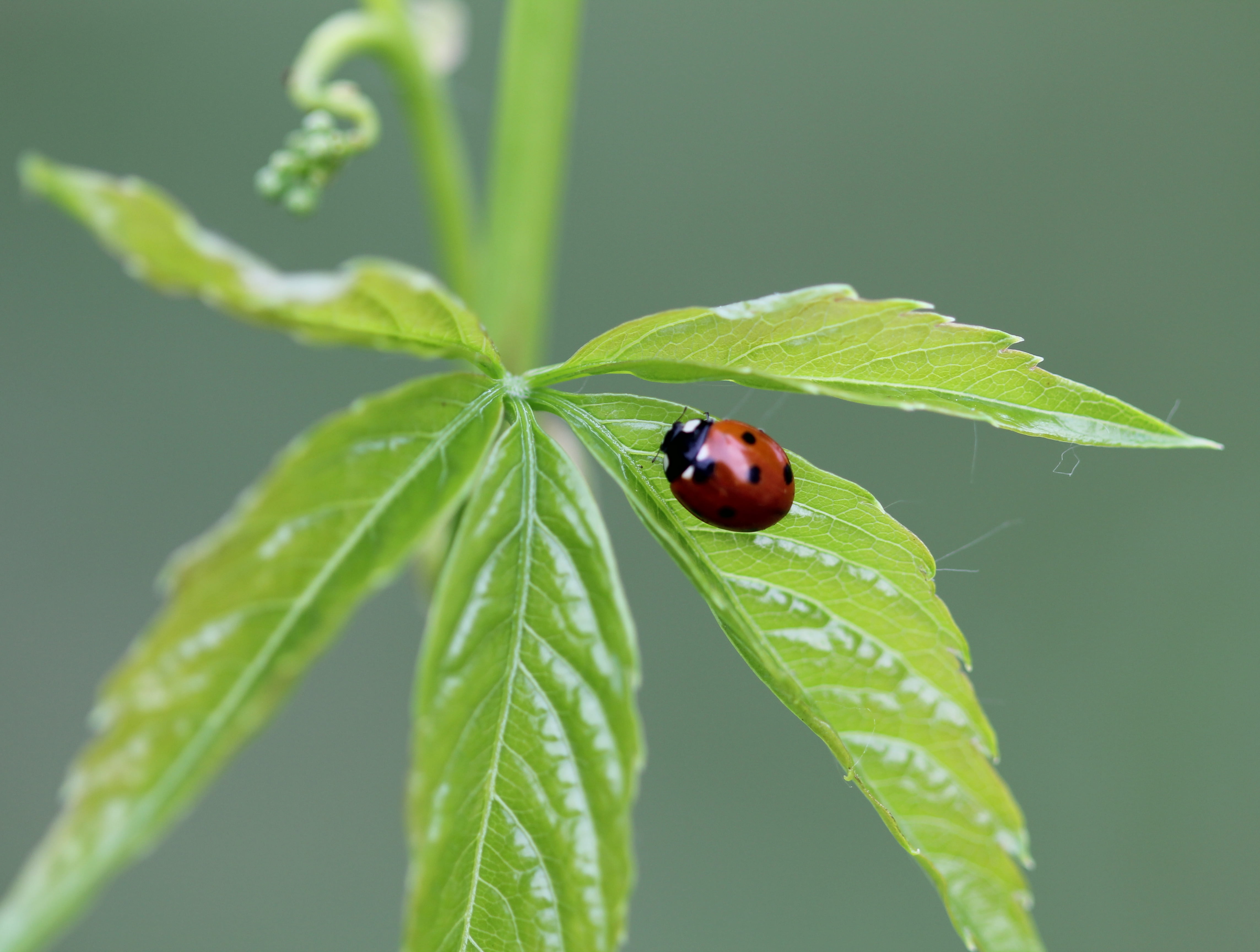 Macro Photography of Lady Bug, forest grove, forest grove, floater